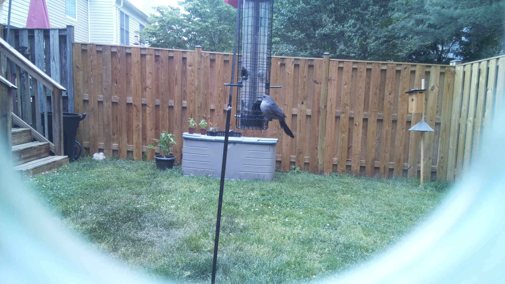 Common House Martin