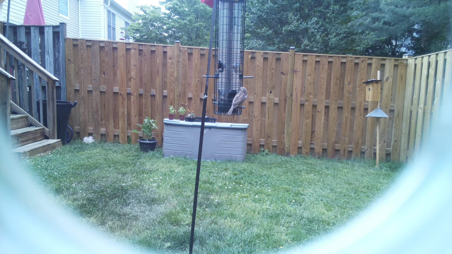 Jacobin Pigeon