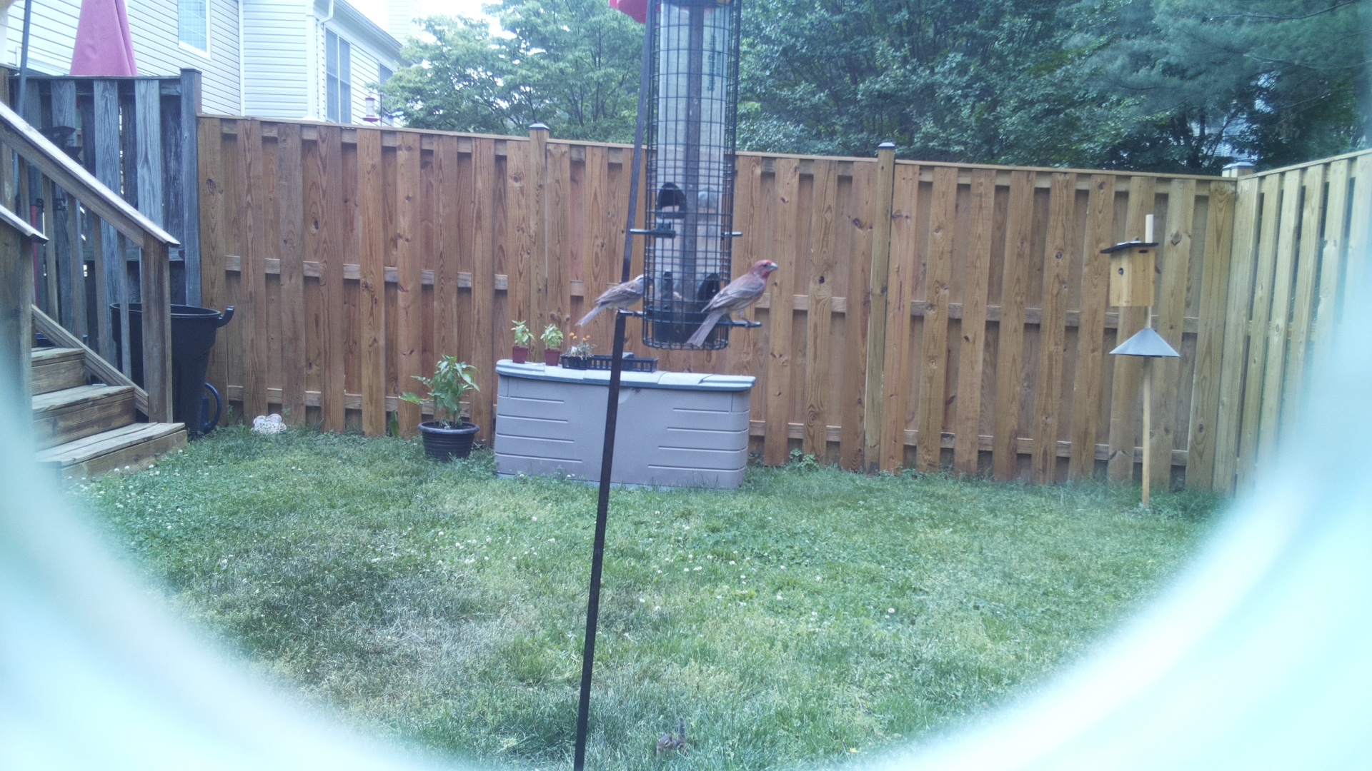House Finch