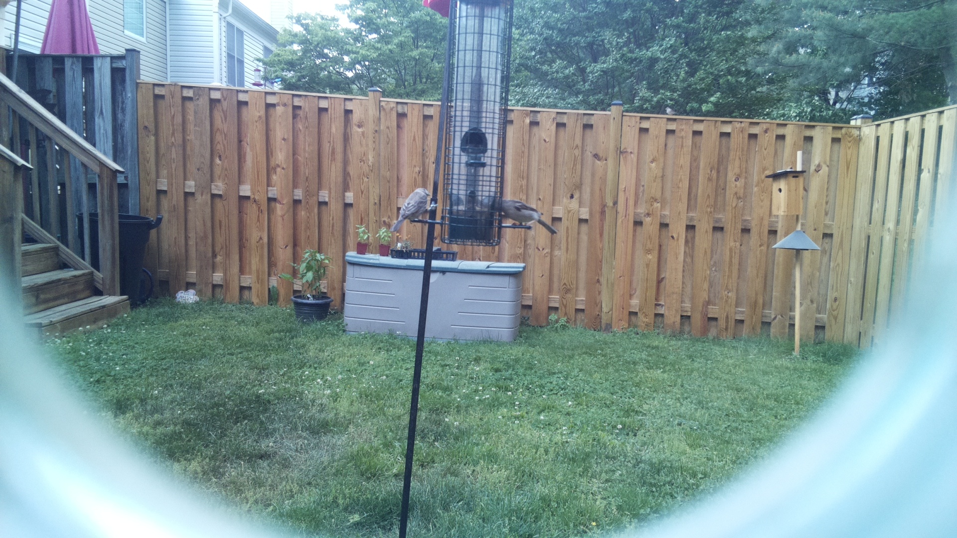 Go Away Bird