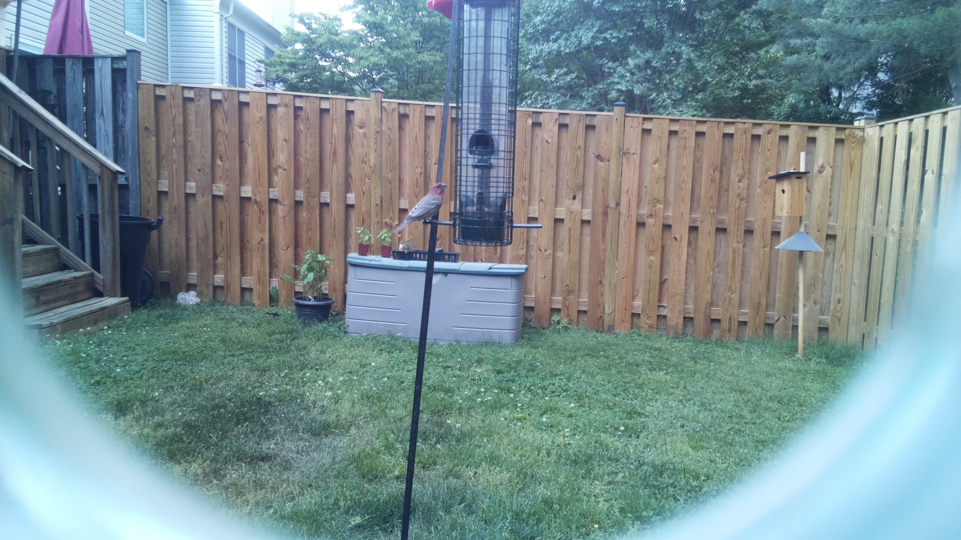 House Finch