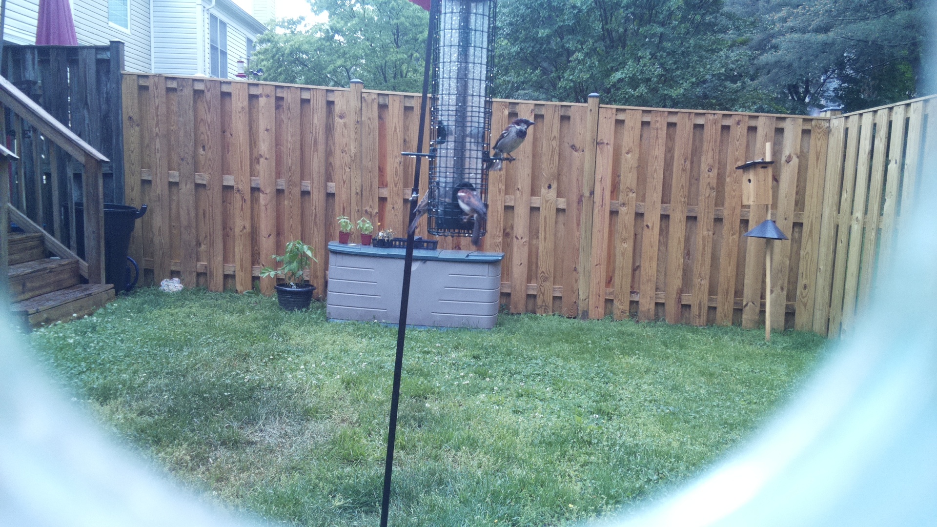 House Sparrow