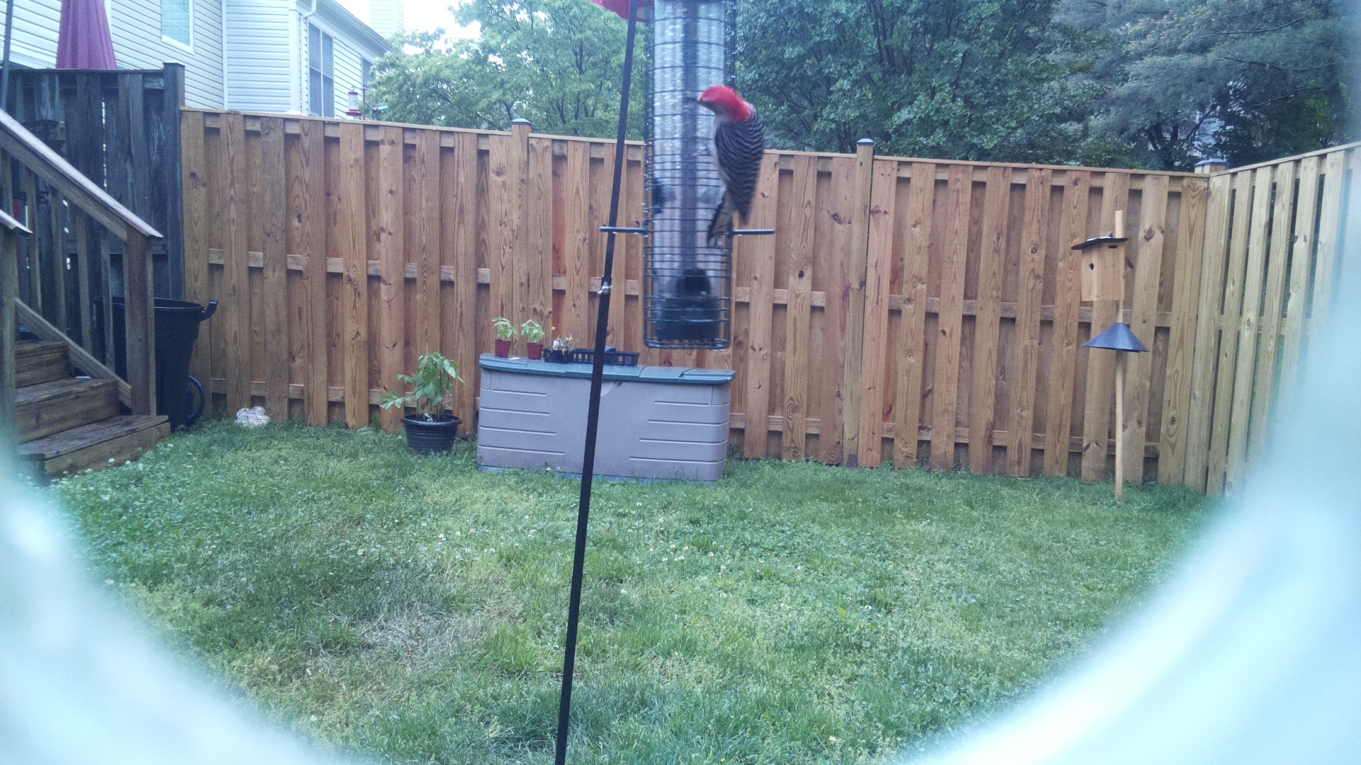 Red Headed Woodpecker