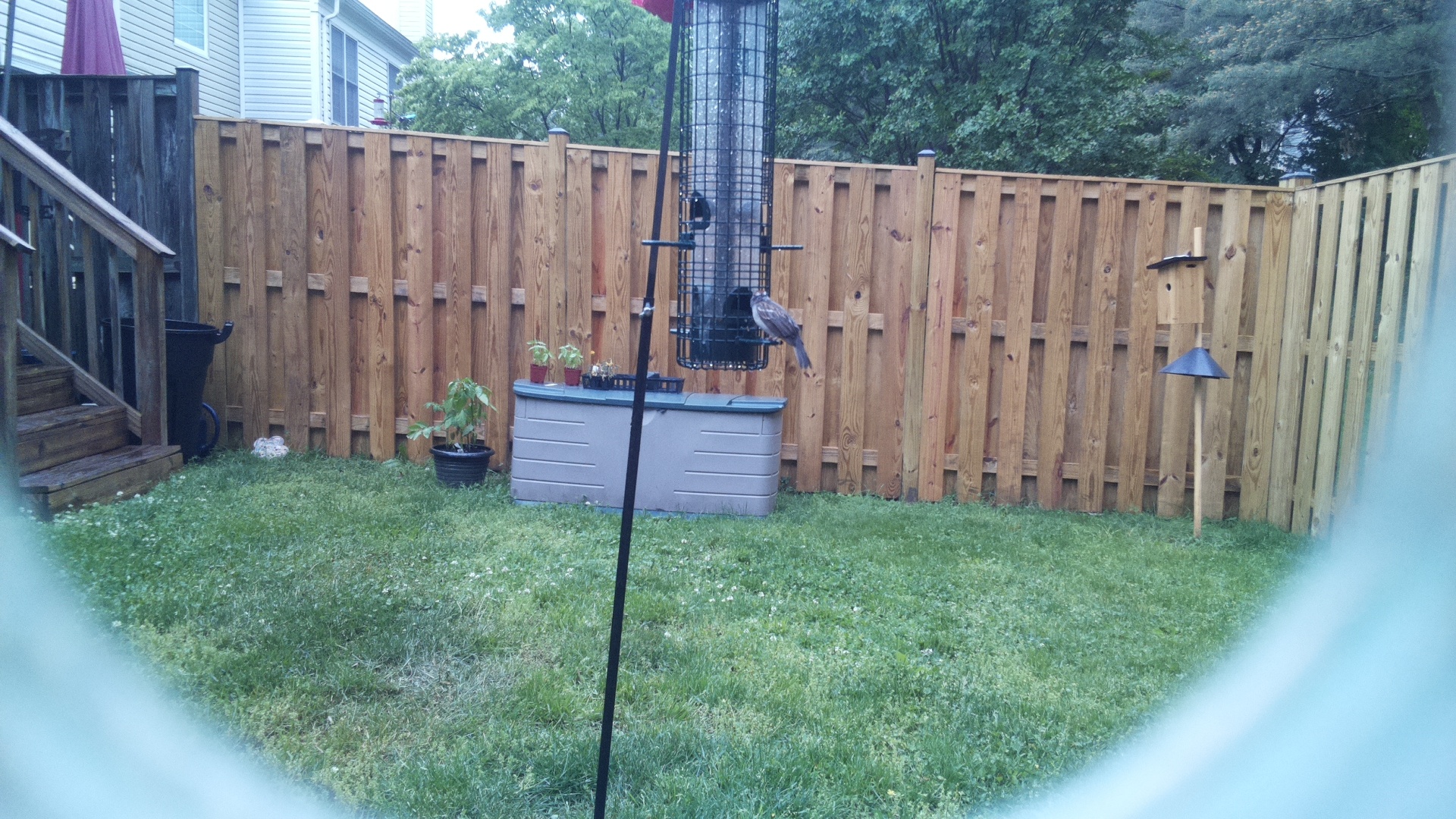 Go Away Bird