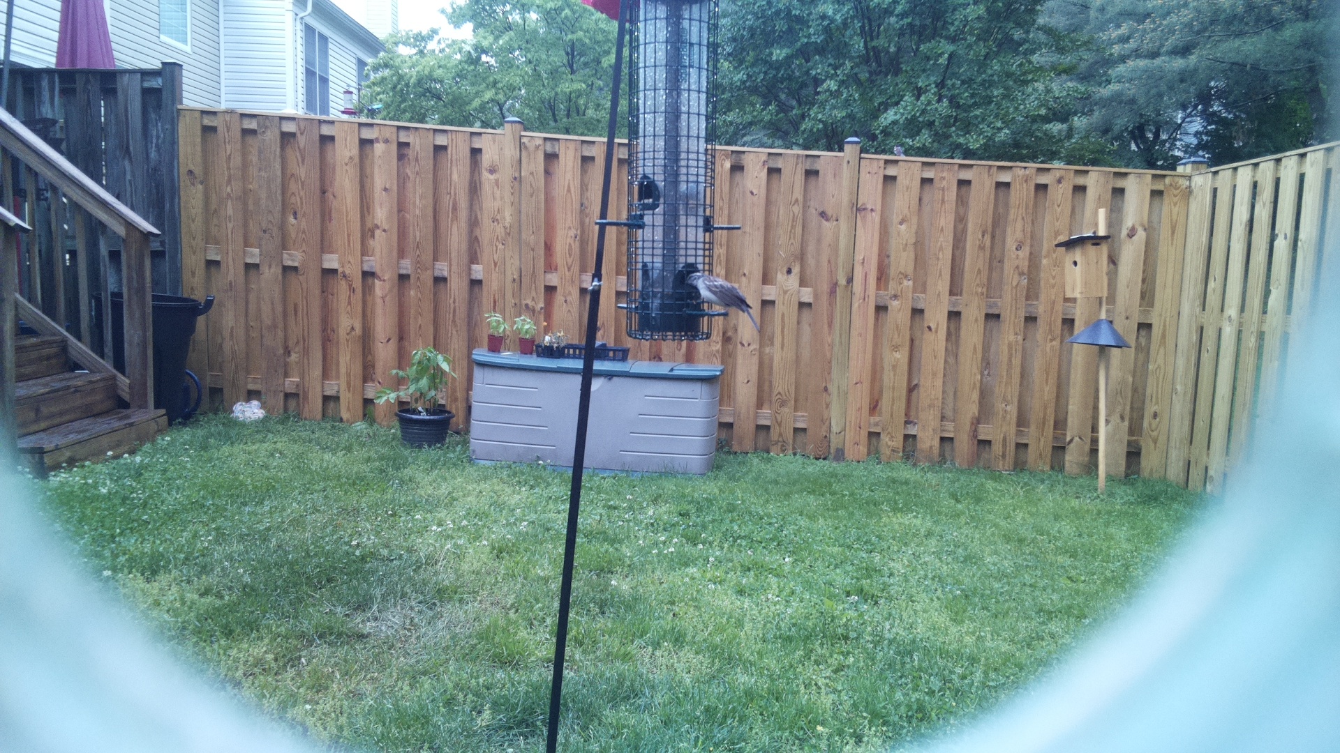 Gray Kingbird