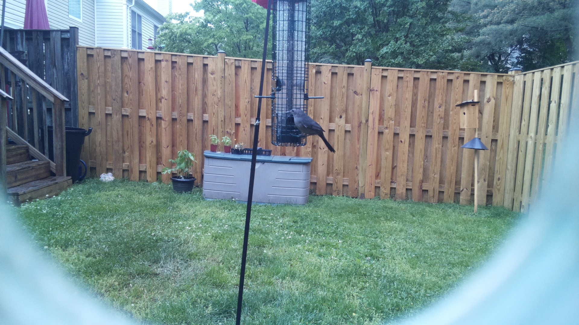 Crane Hawk