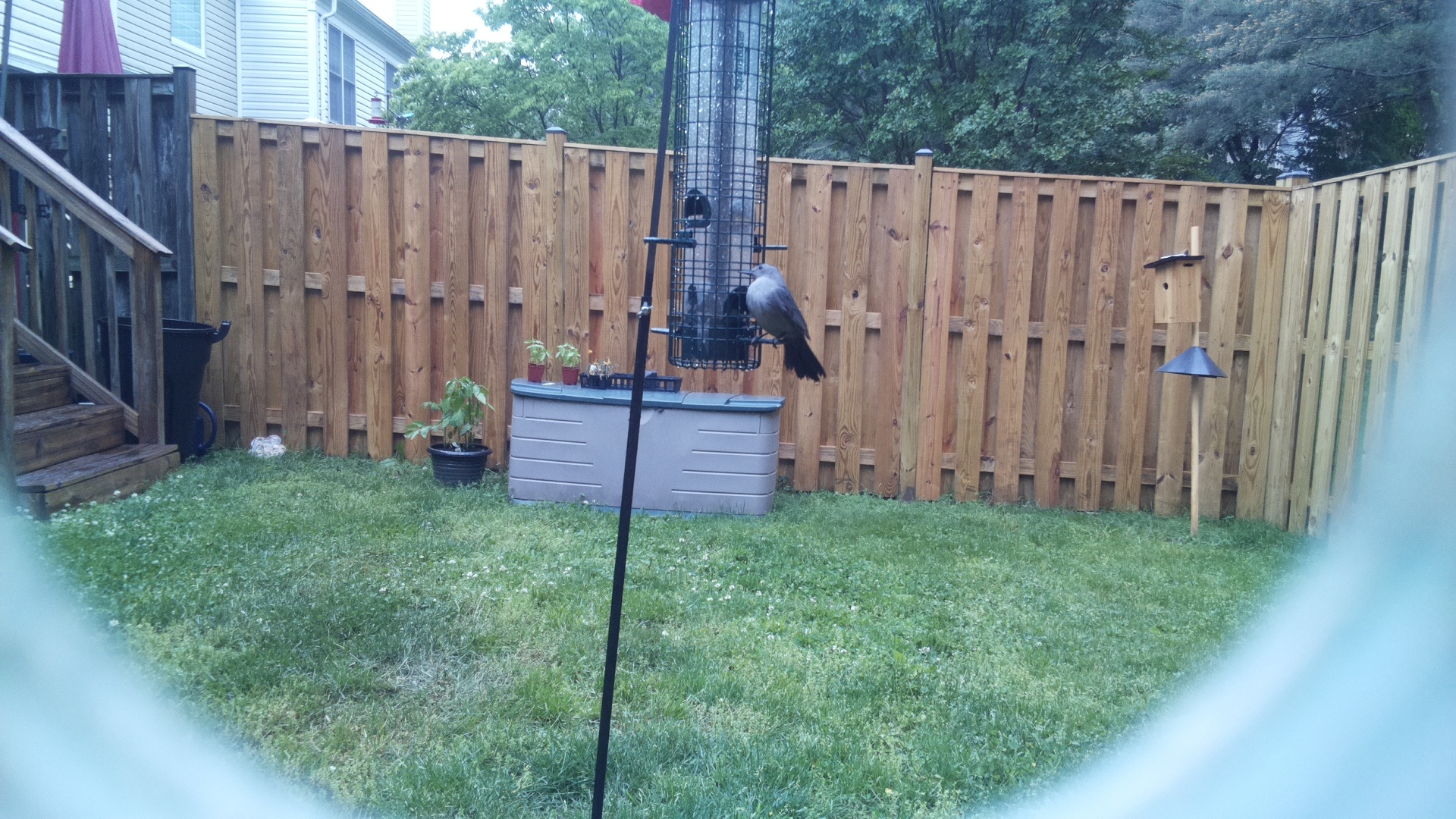 Crane Hawk