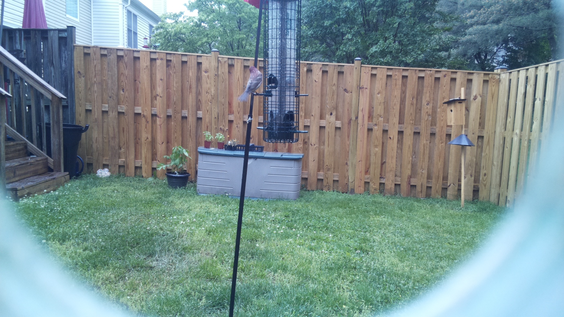 Crested Coua