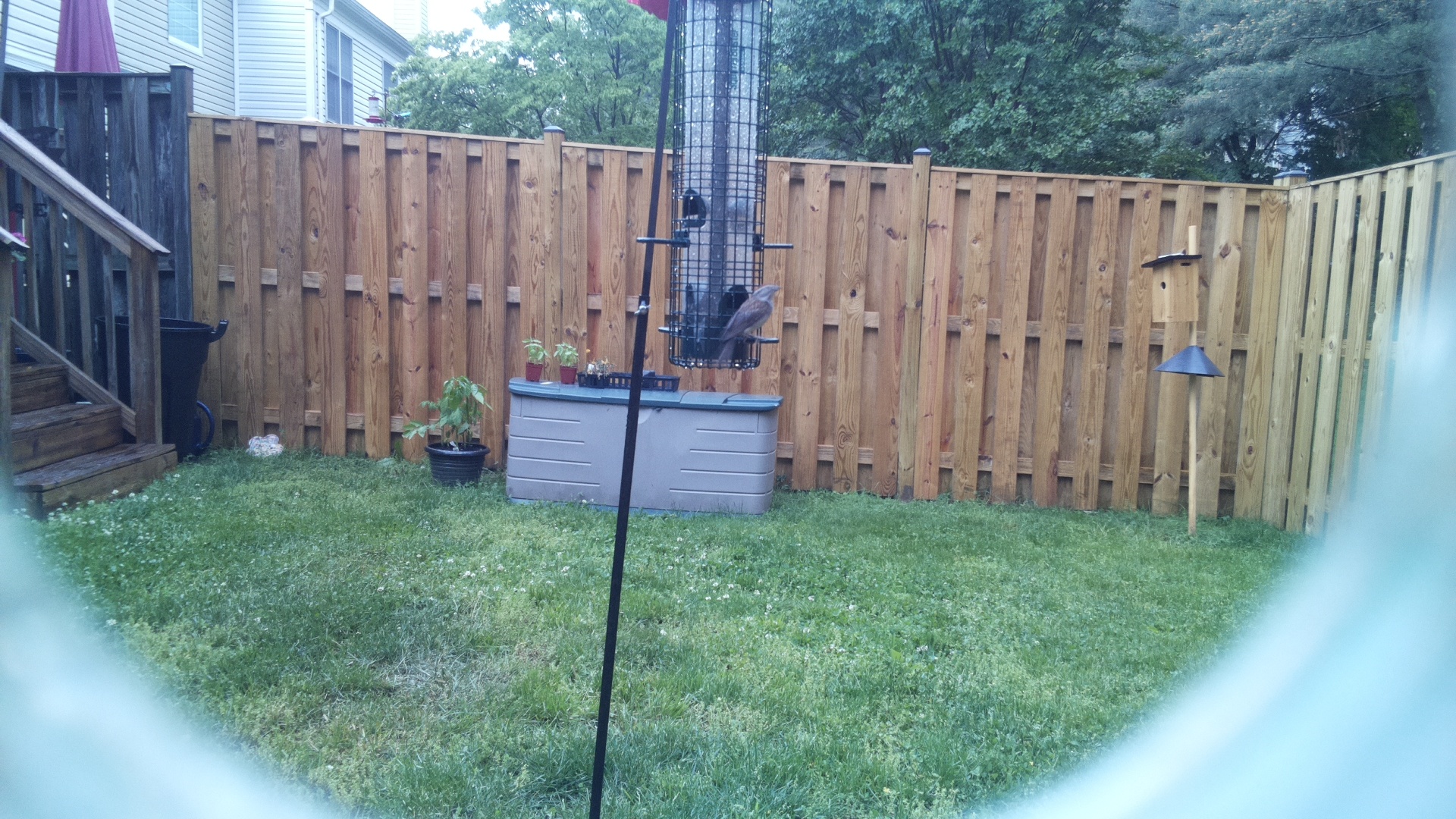 Looney Birds