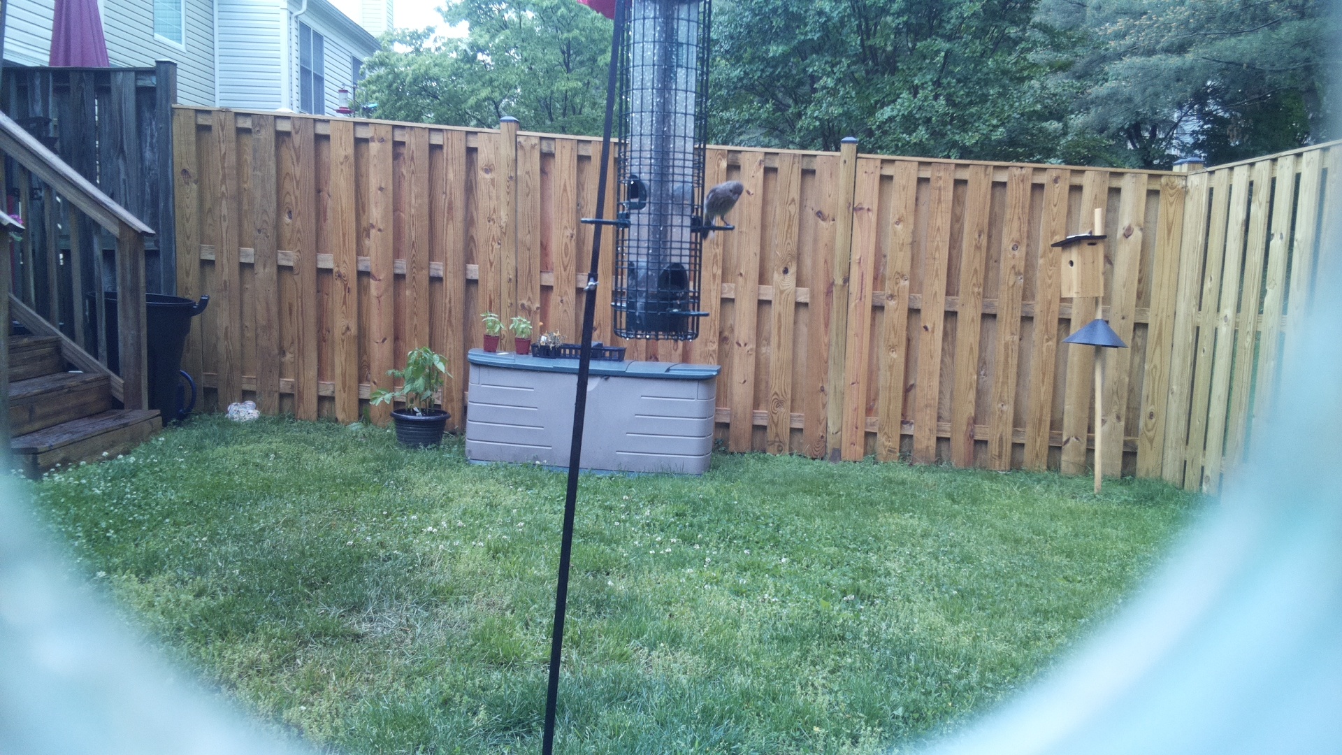Wrentit