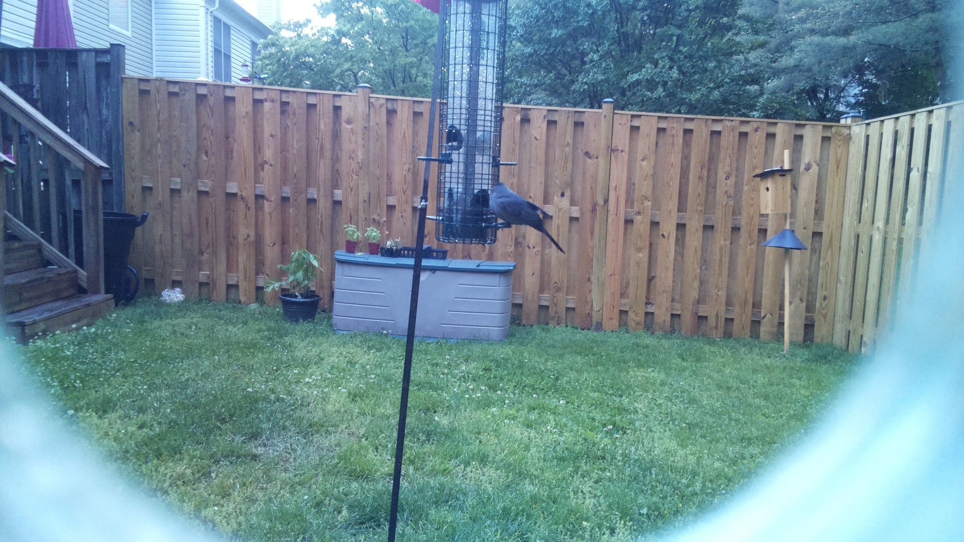 Clarks Nutcracker
