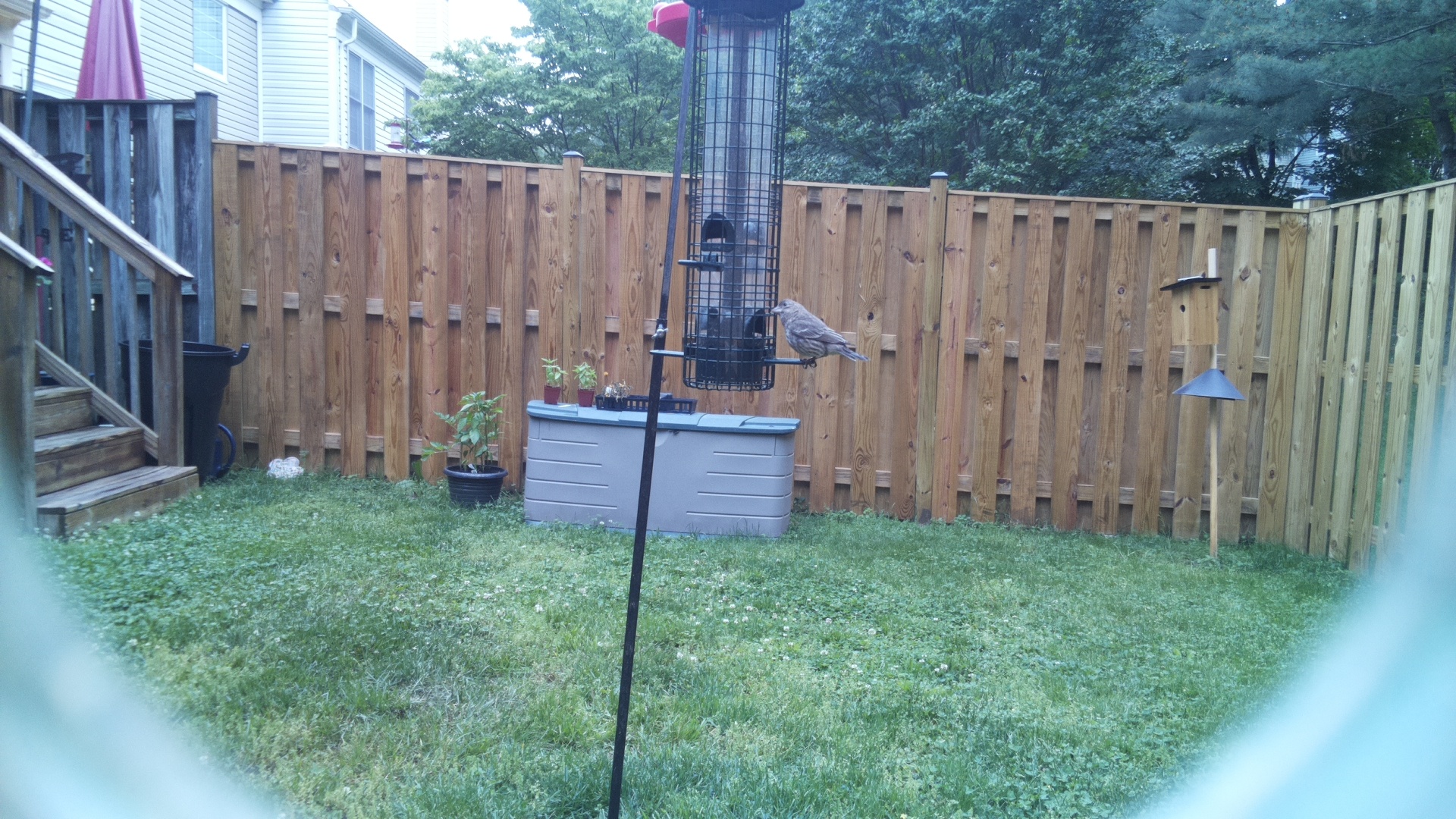 Brewers Blackbird