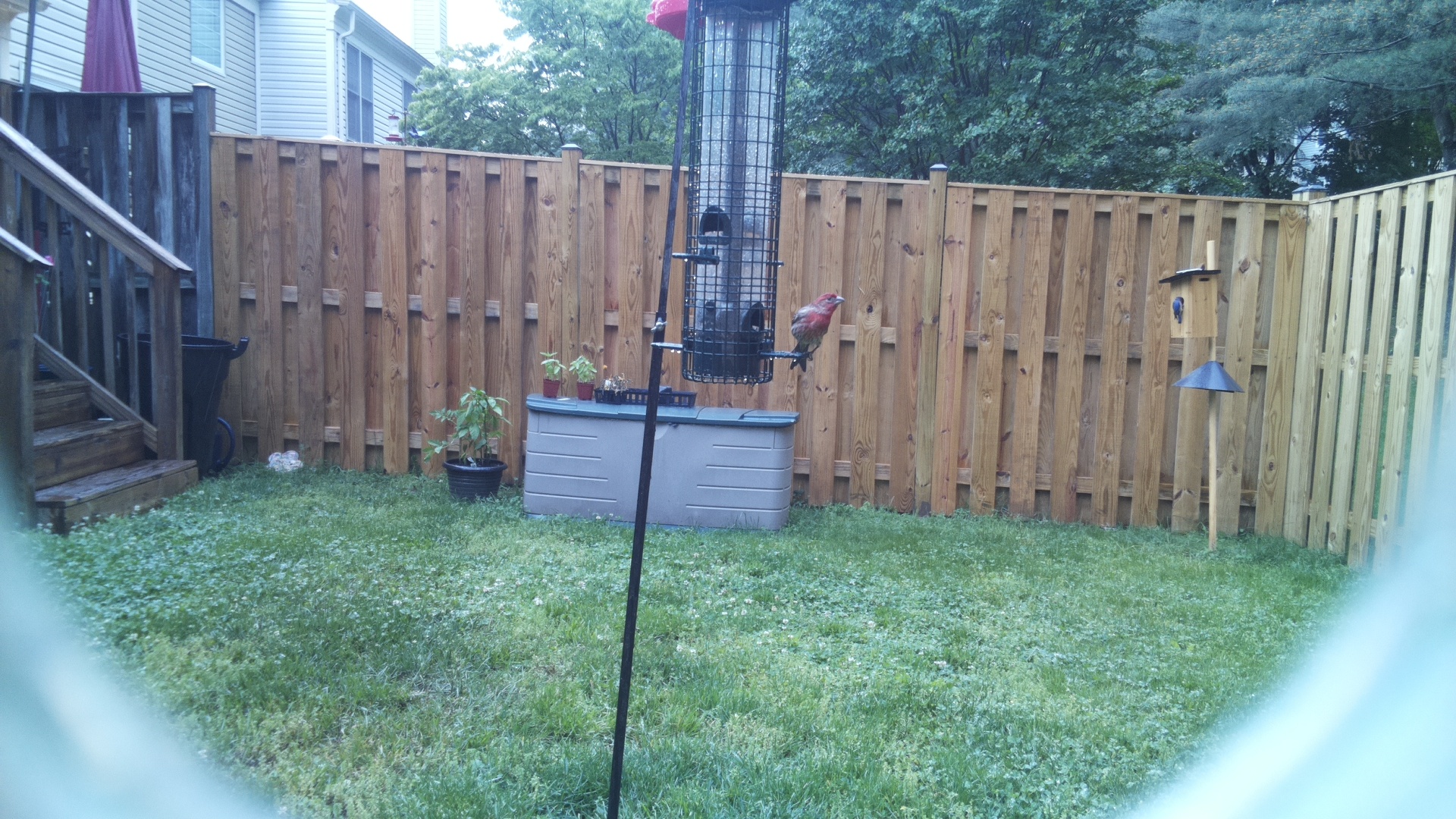 House Finch