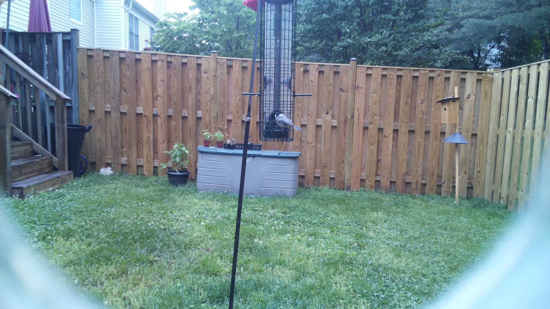 Jacobin Pigeon