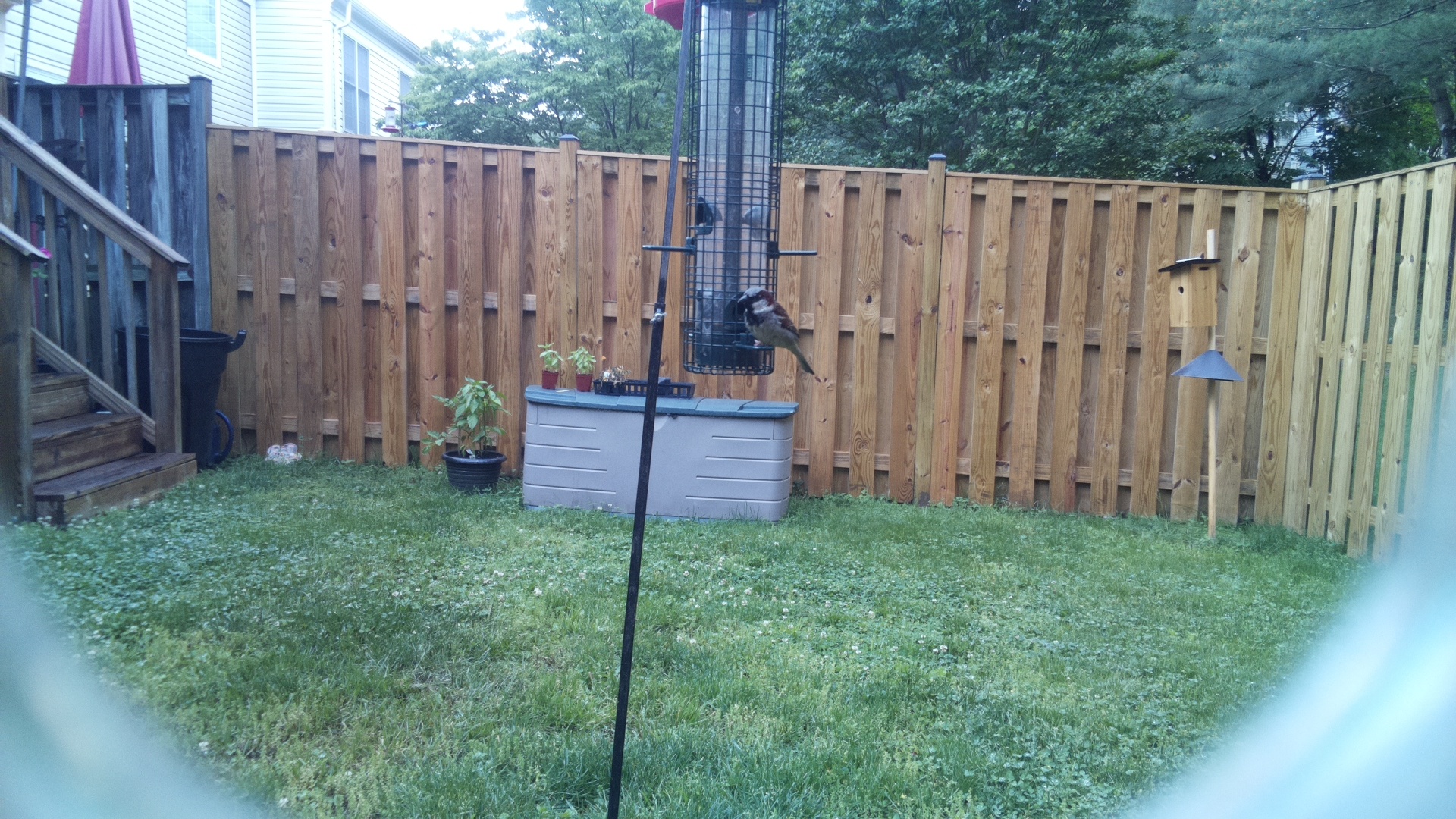 House Sparrow