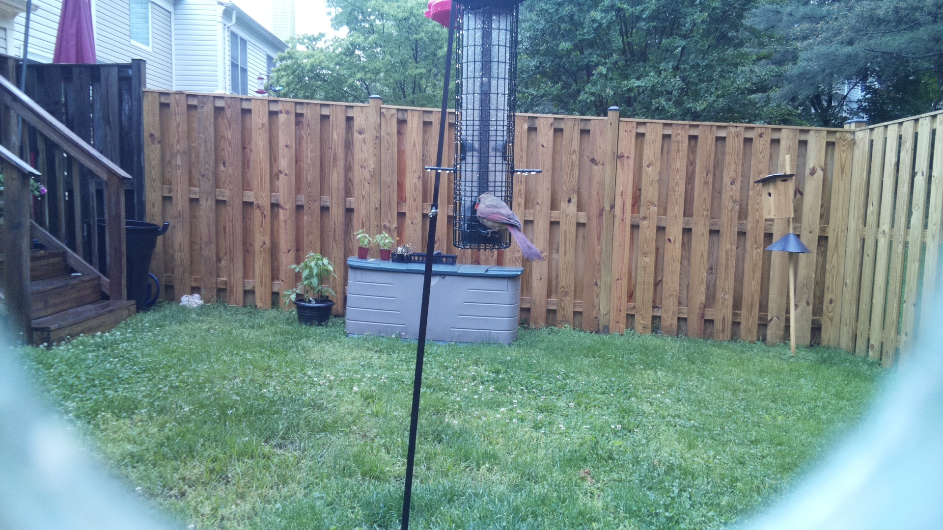 Pyrrhuloxia