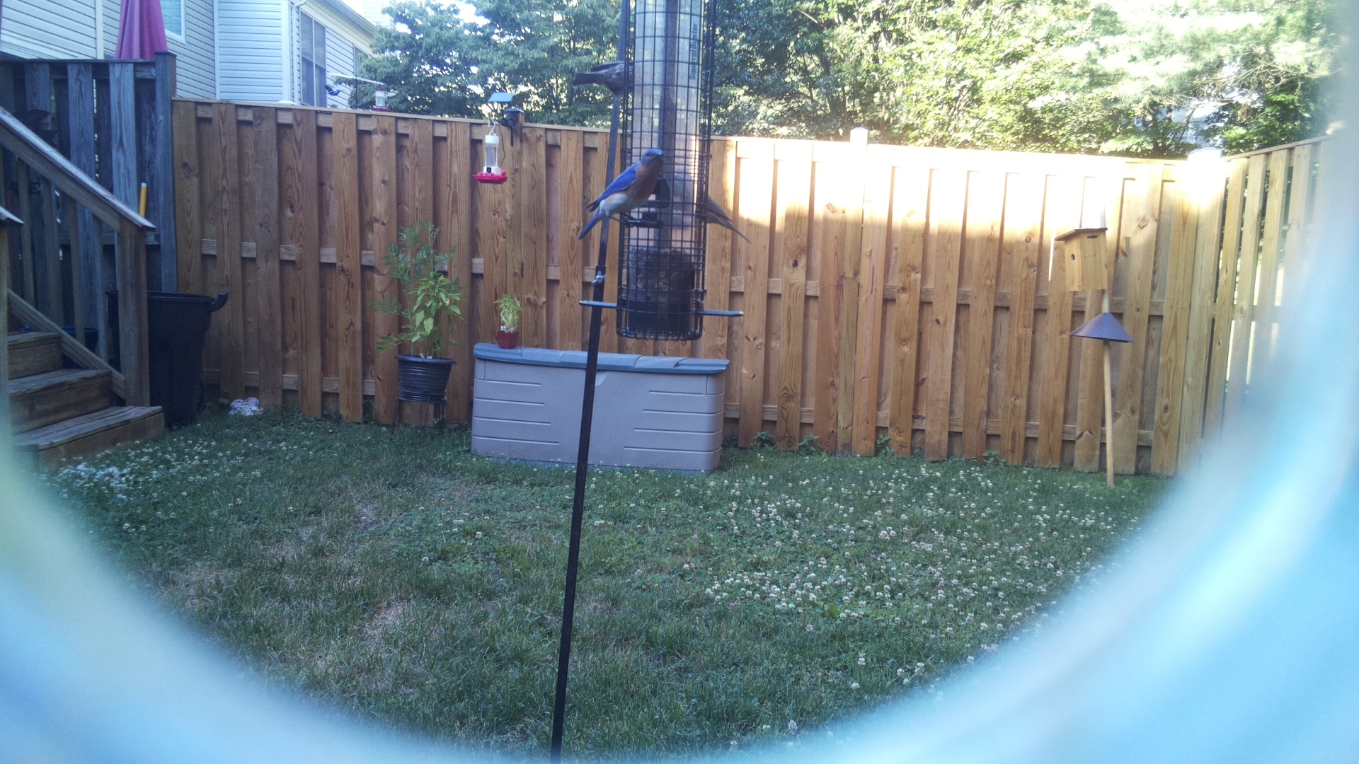 Unknown Bird