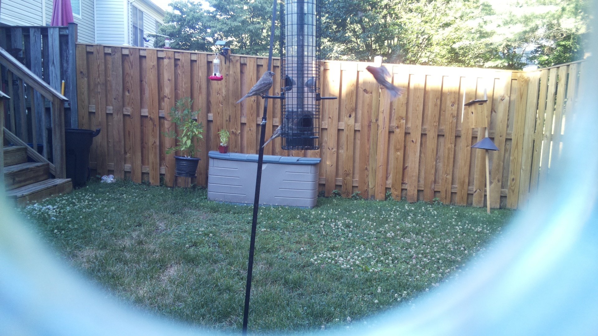 Likely Finch