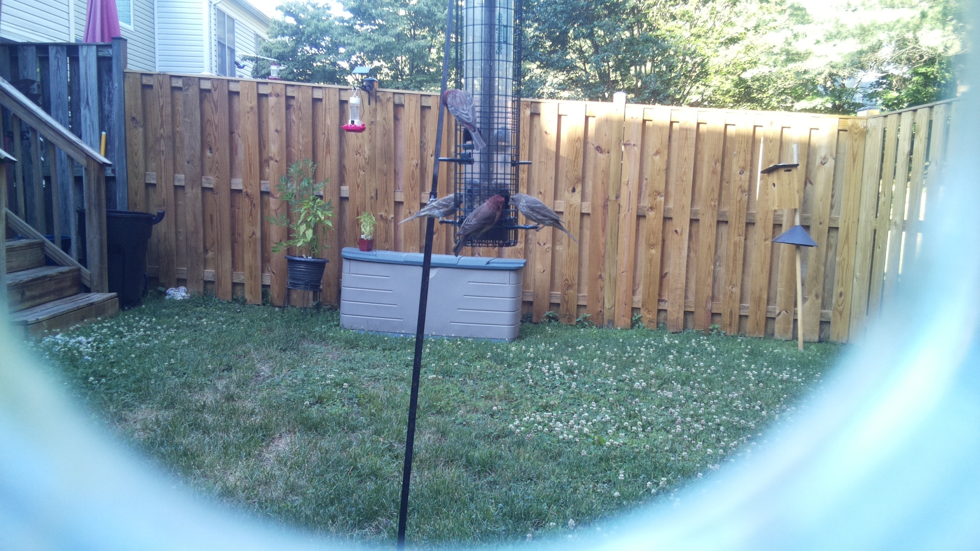 Purple Finch