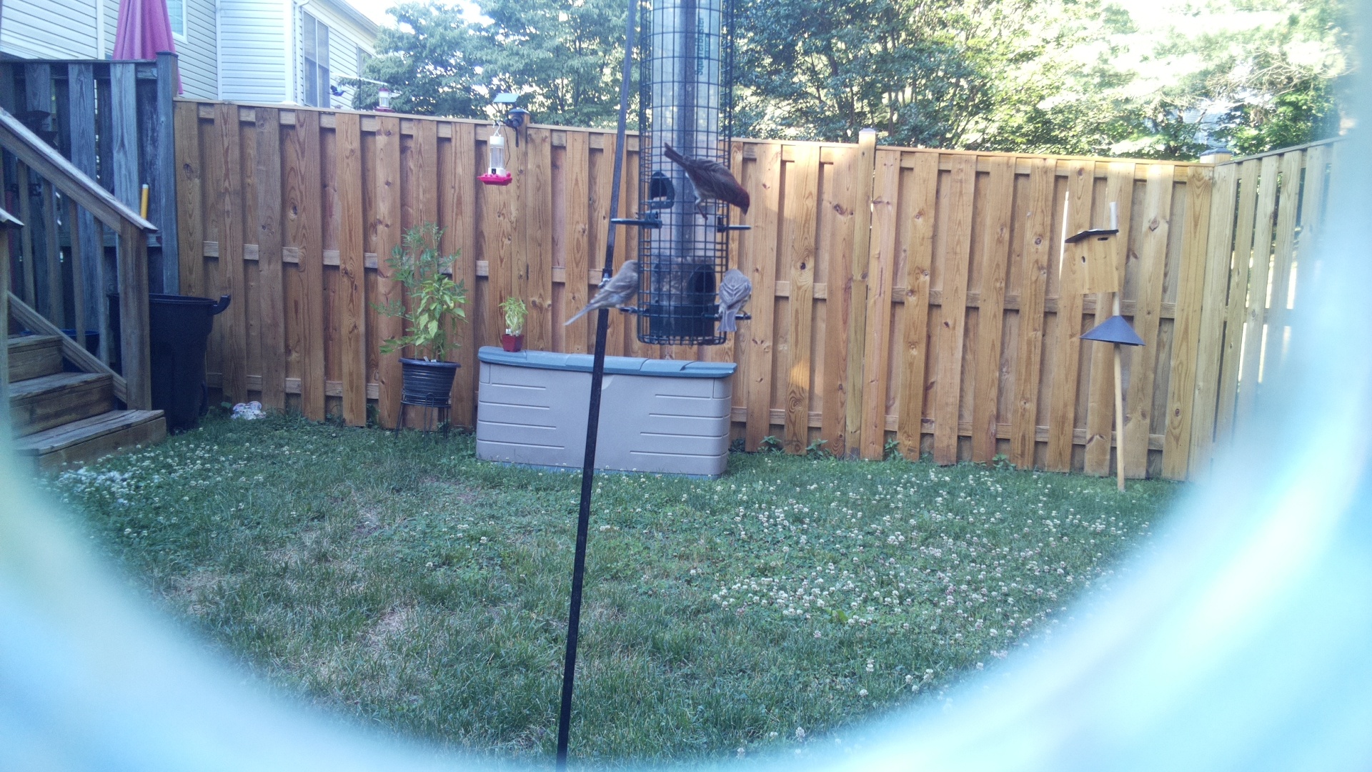 Likely Finch