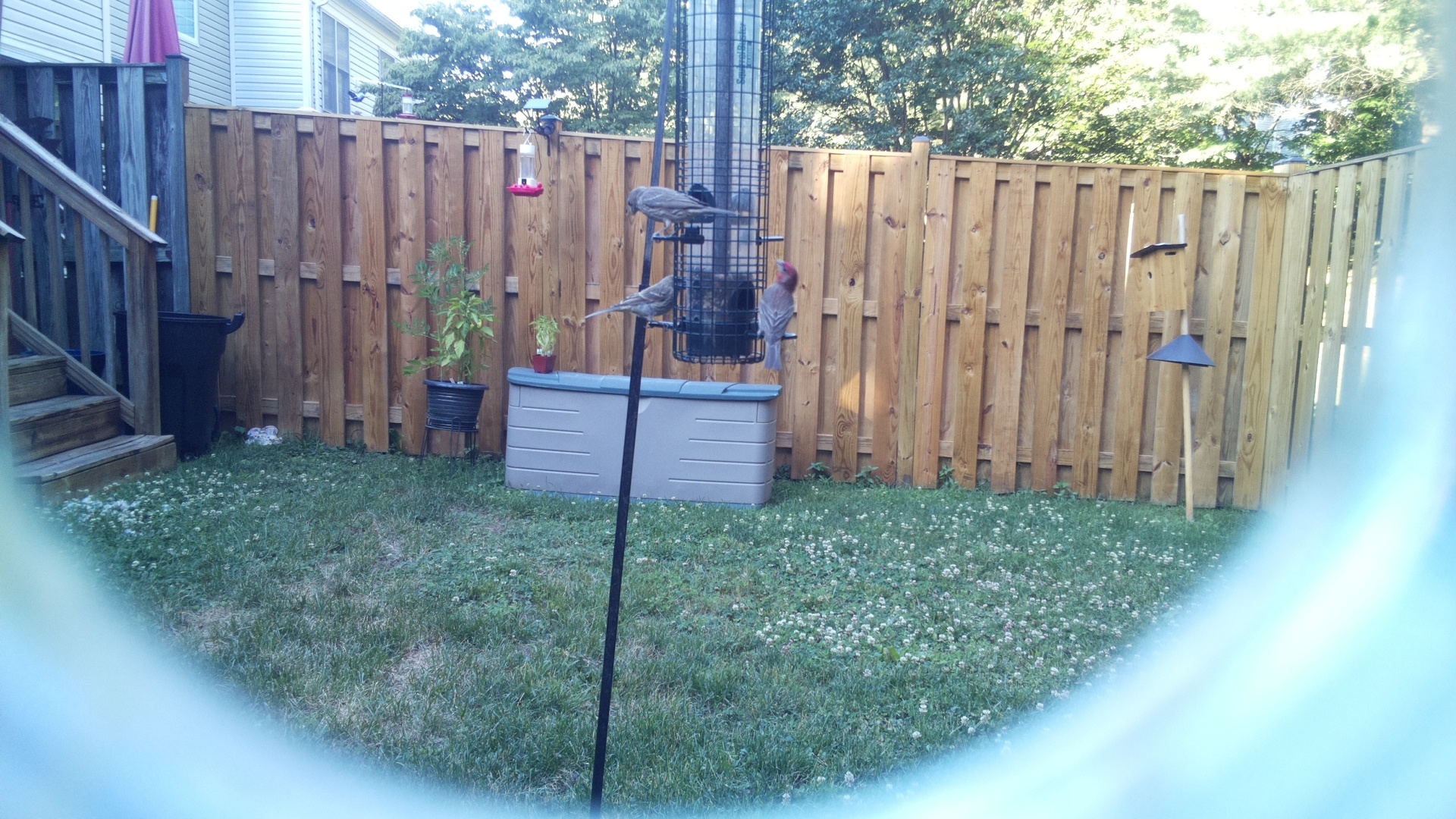 Likely Finch