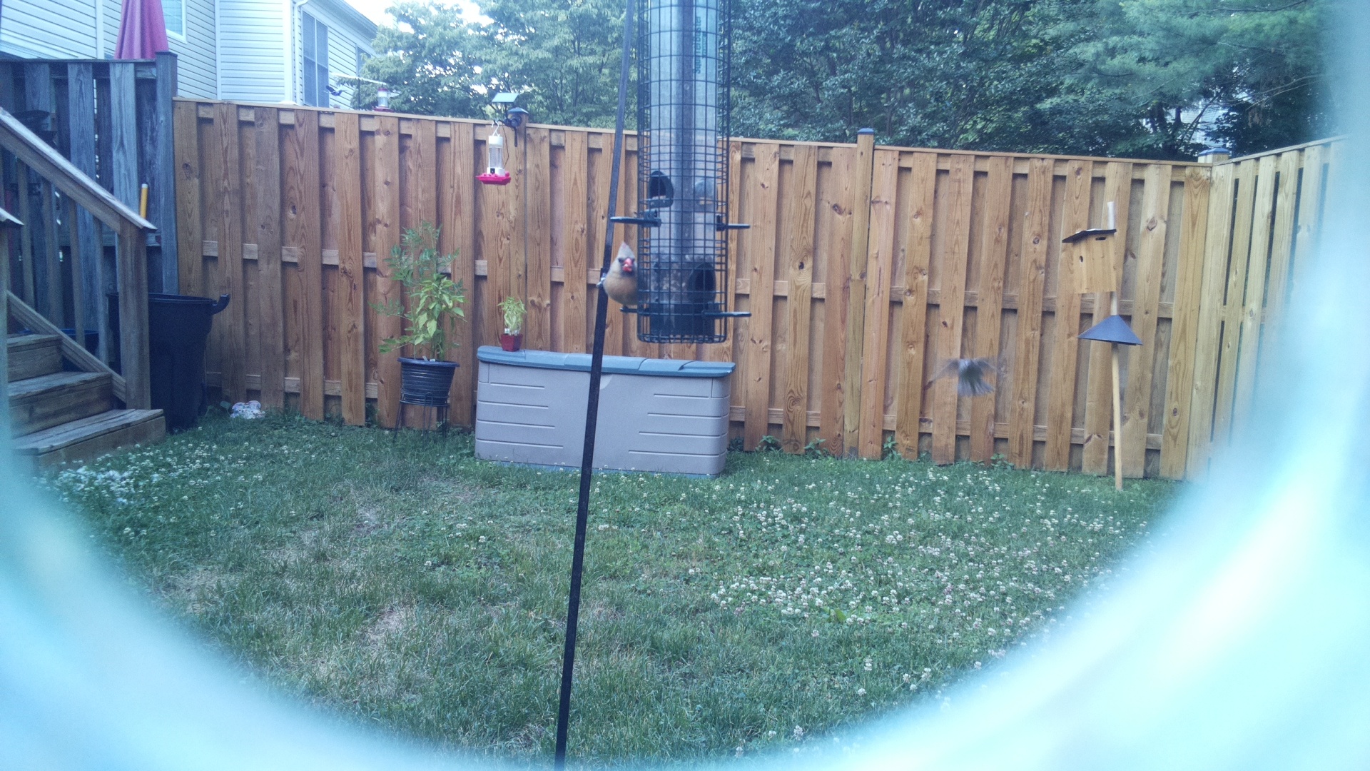 Northern Cardinal