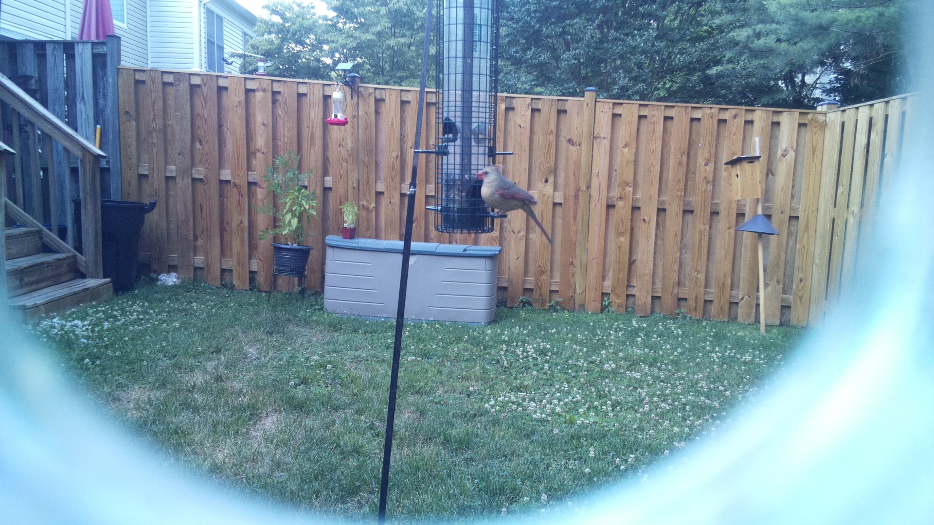 Unknown Bird