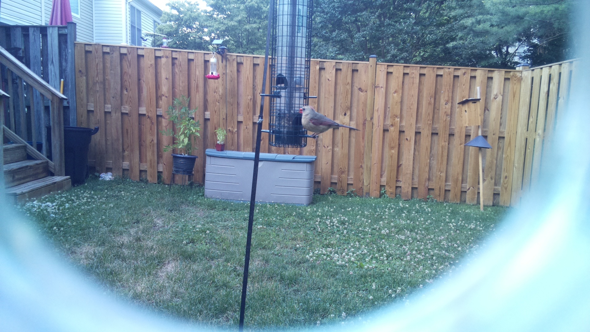 Unknown Bird