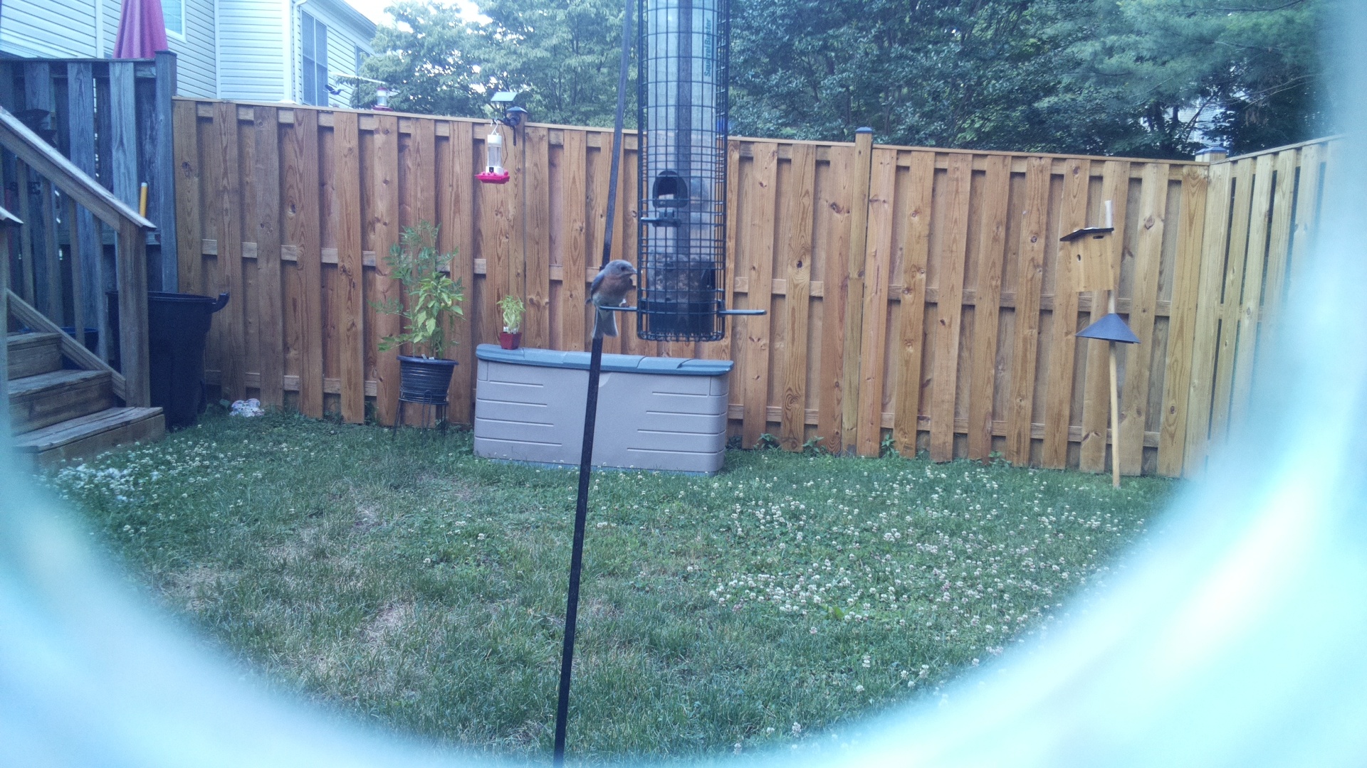 Likely Chickadee/Titmouse