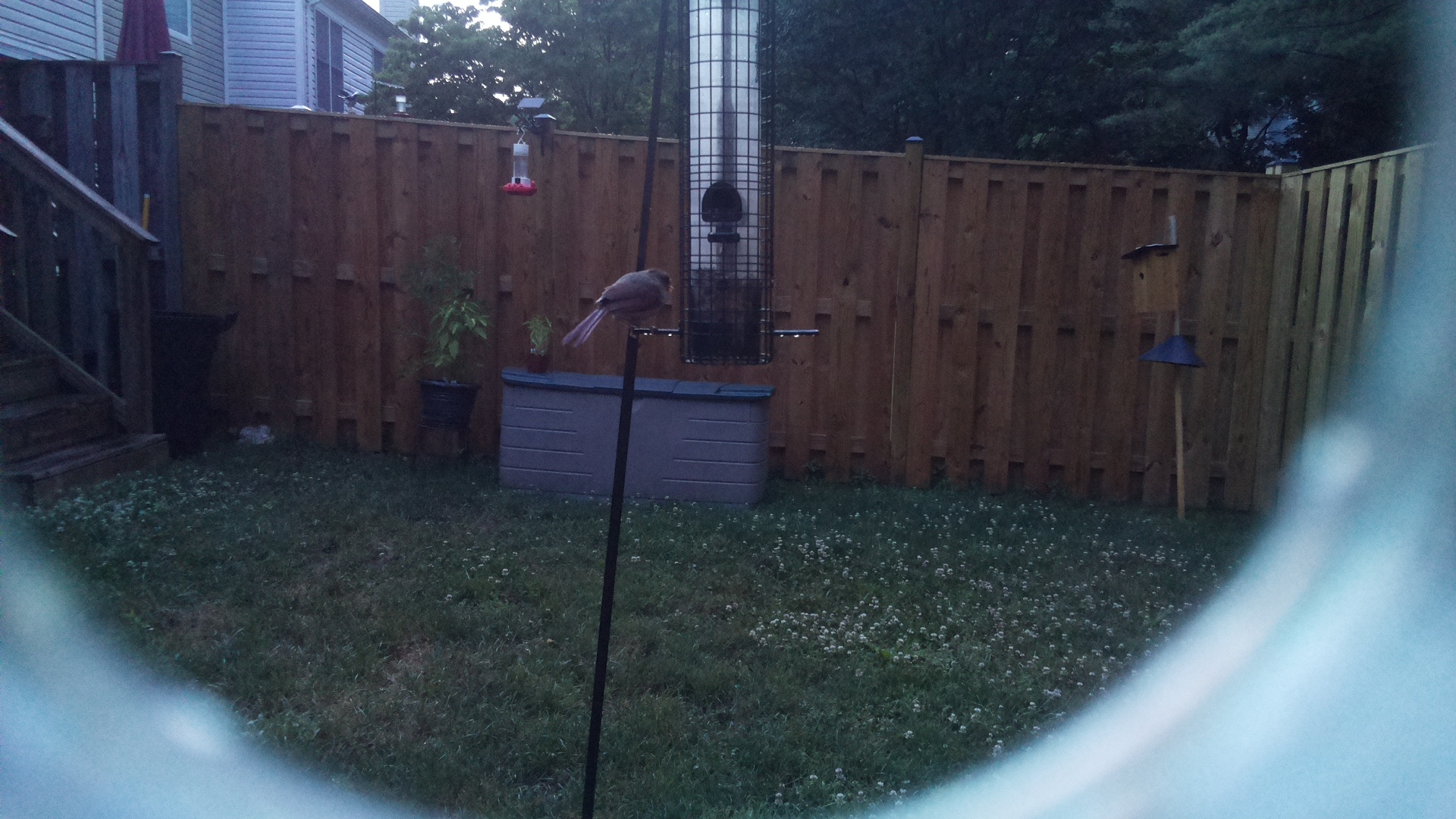 Unknown Bird