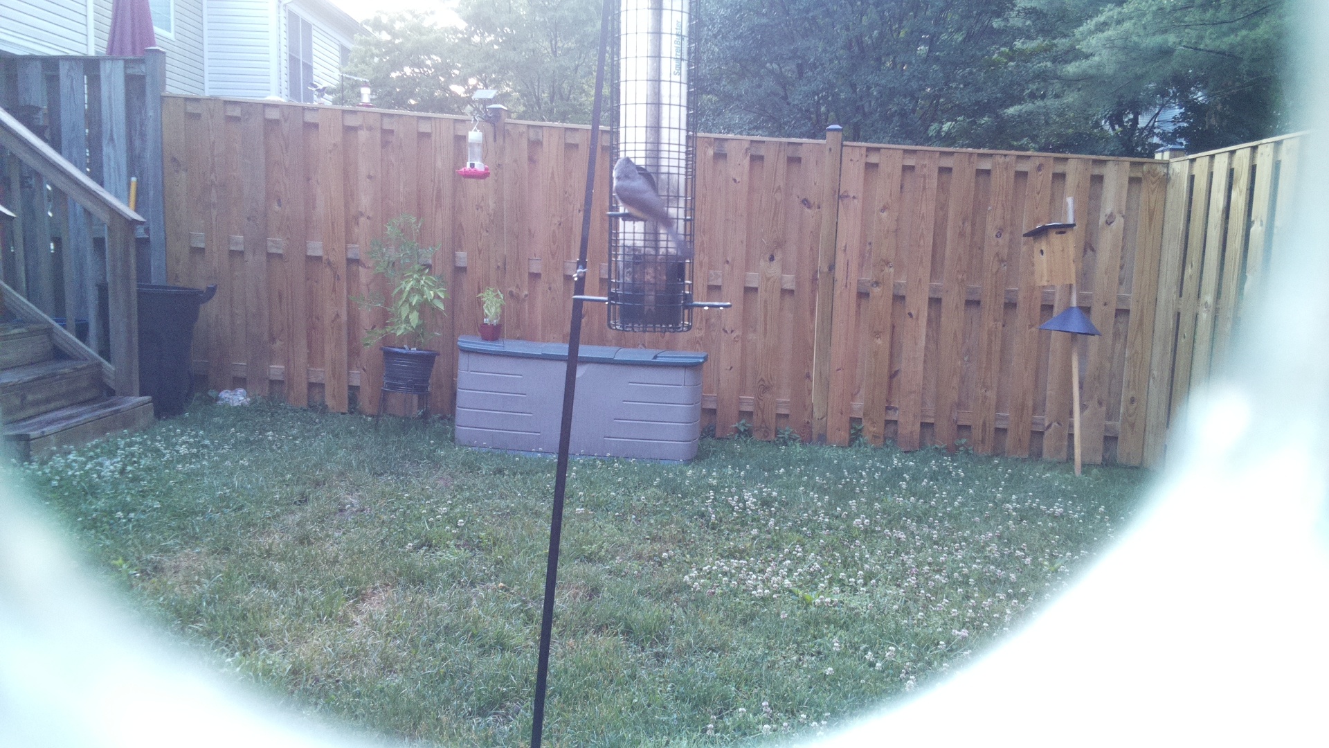 Tufted Titmouse