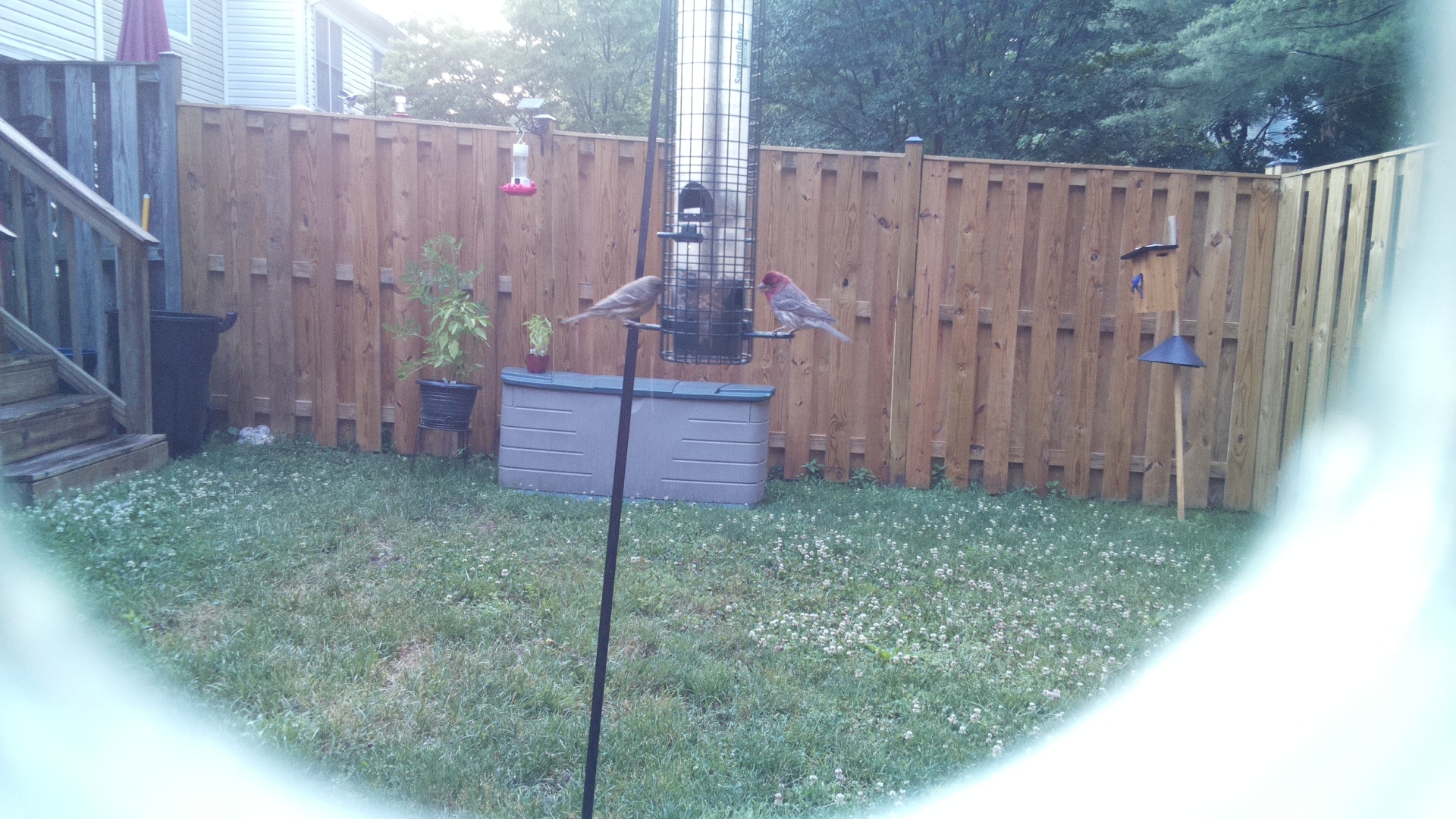 Purple Finch