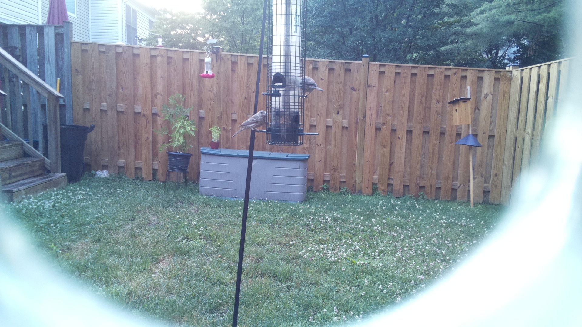 Likely Finch