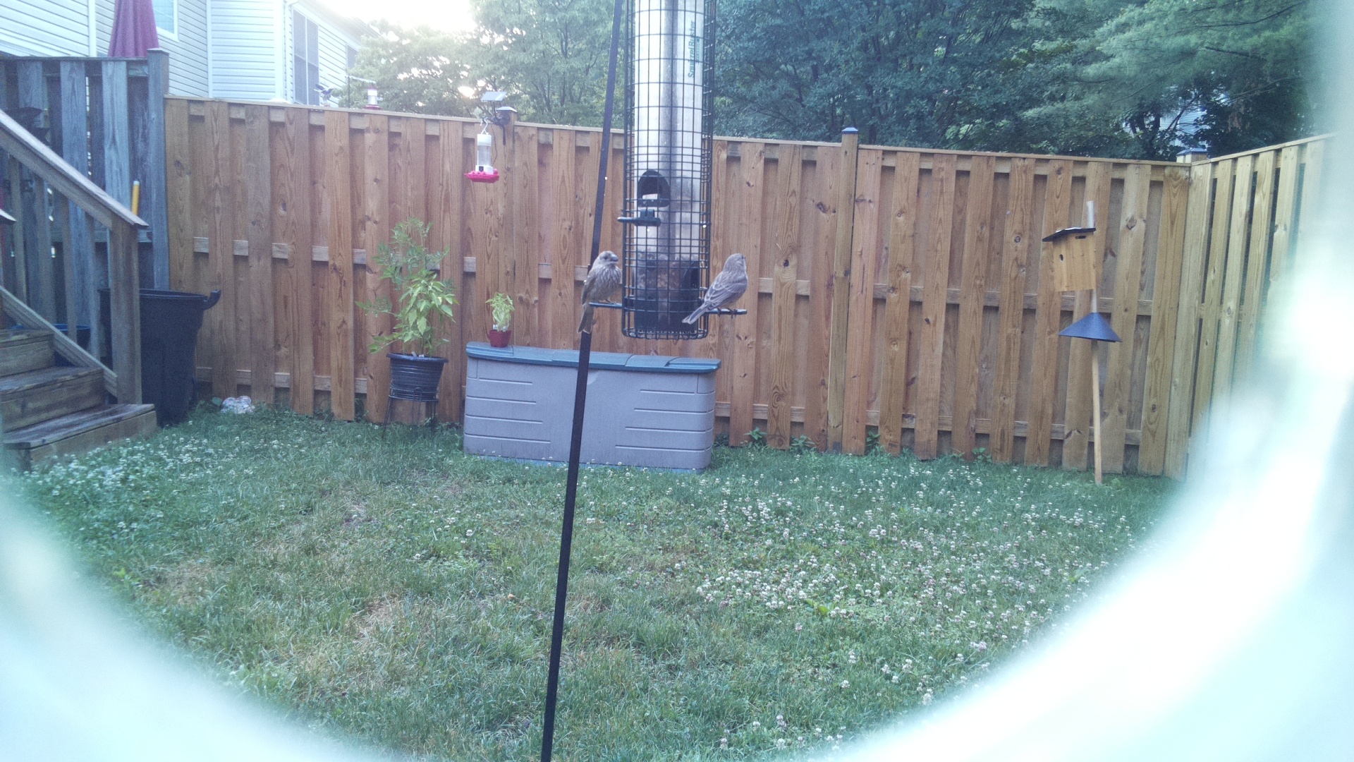 Purple Finch