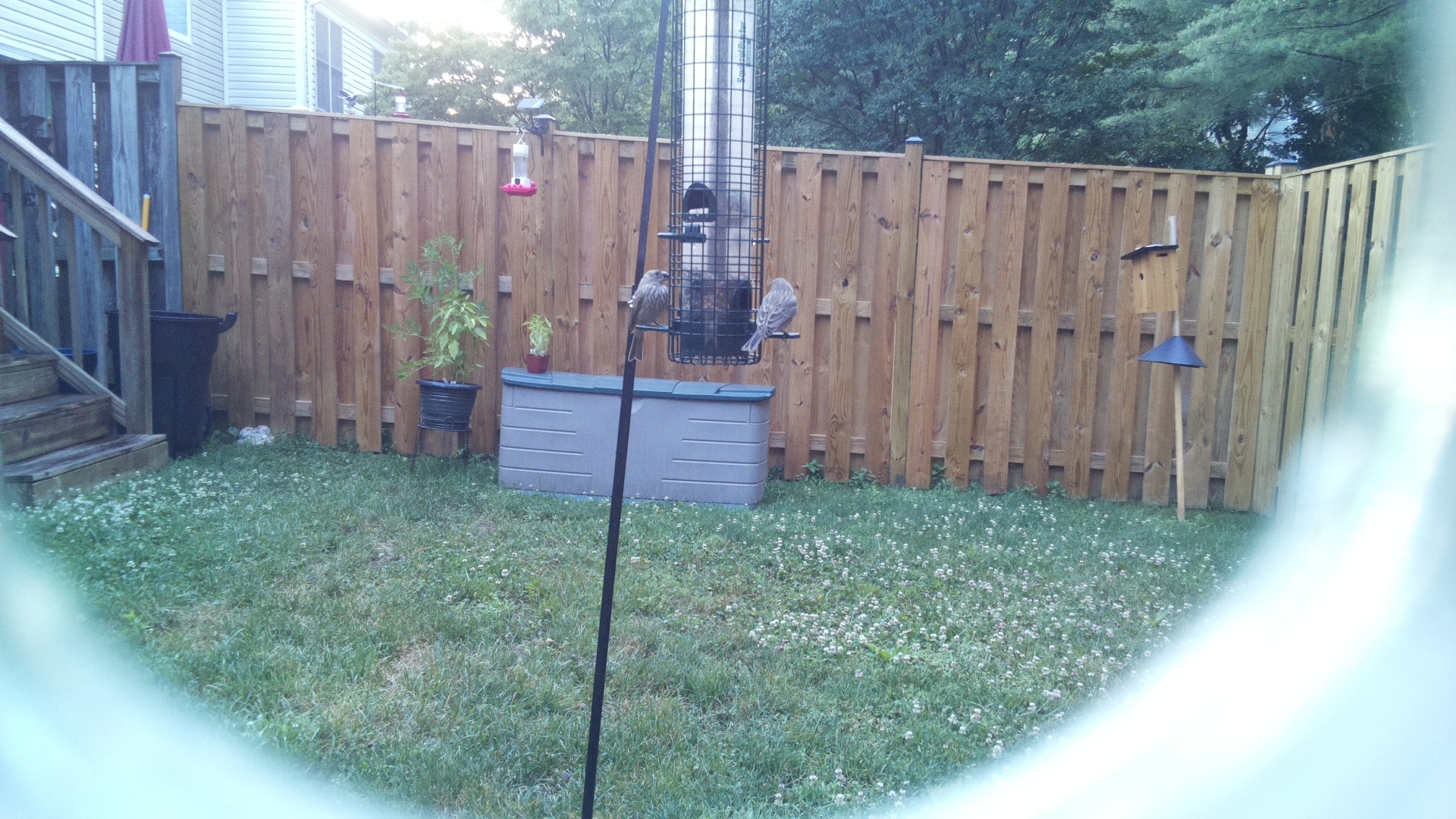 Likely Finch