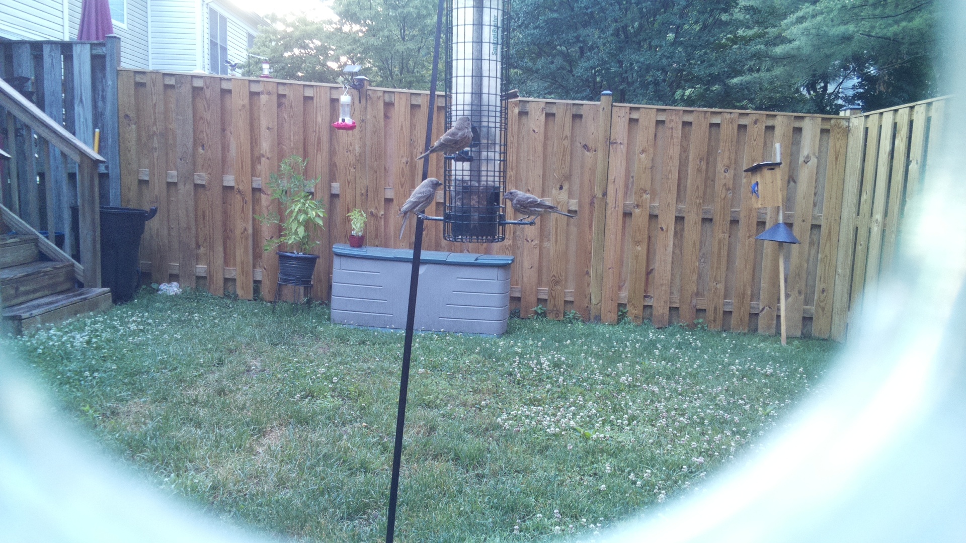 Likely Finch