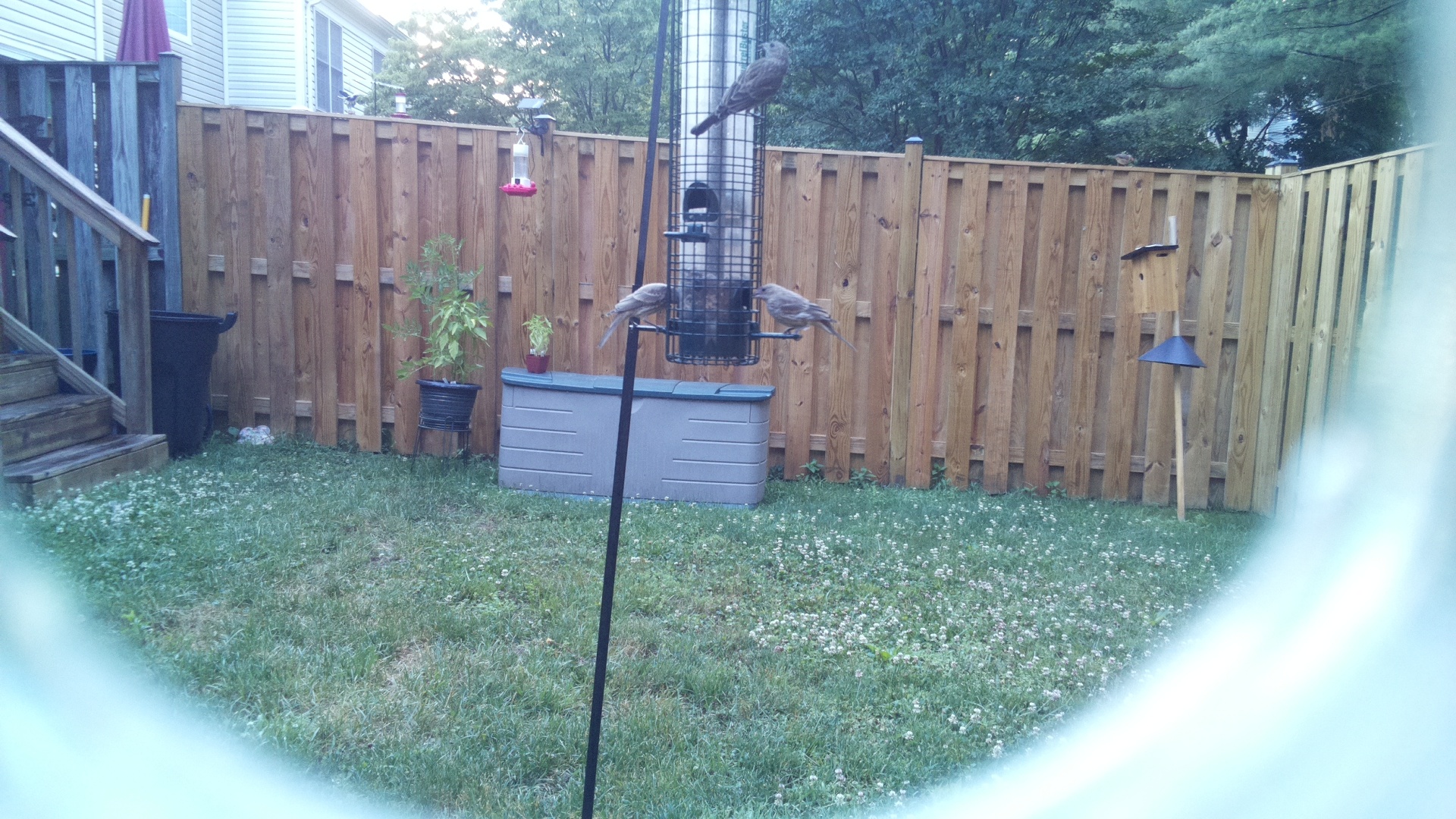 Purple Finch