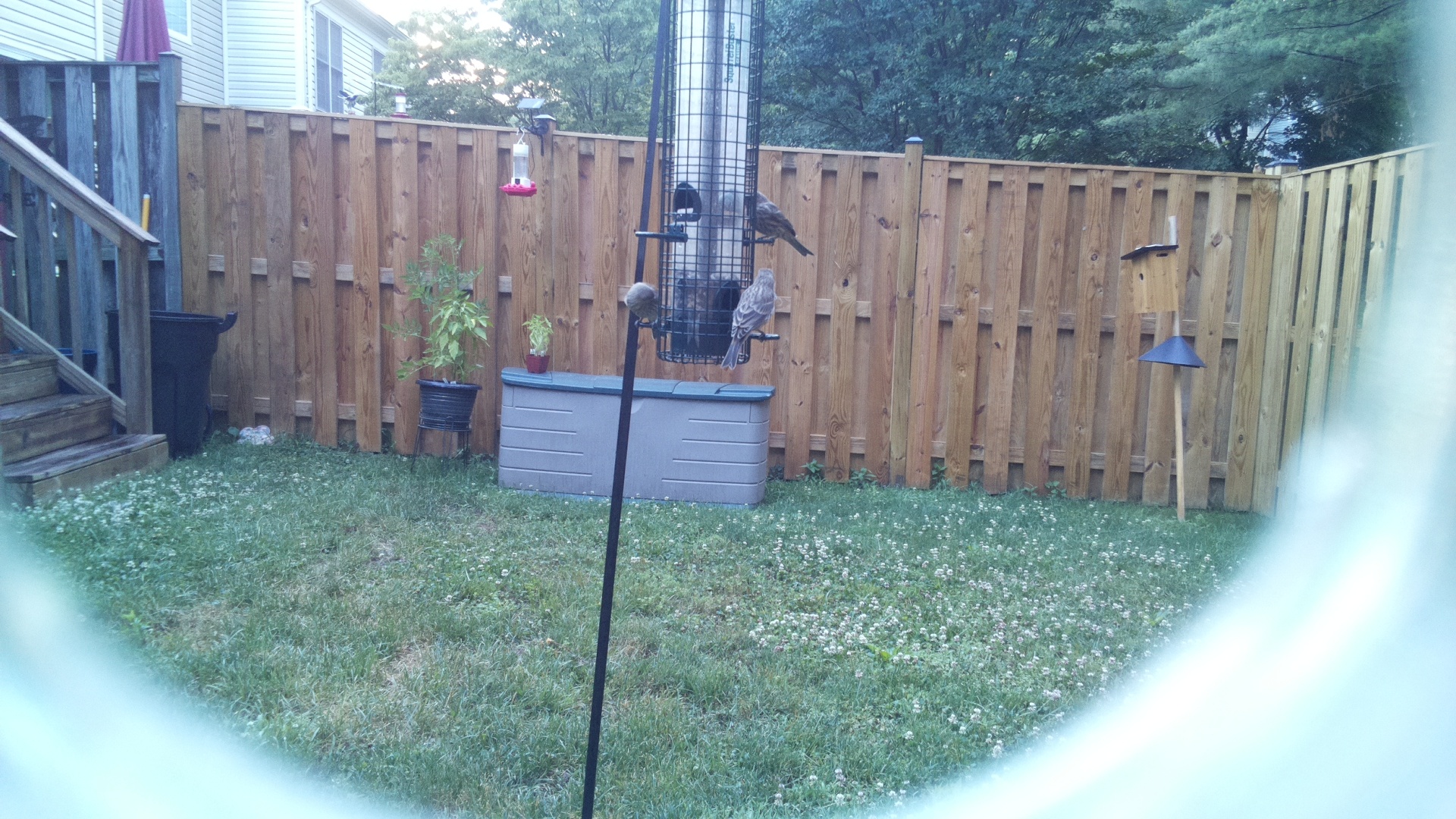 Likely Finch