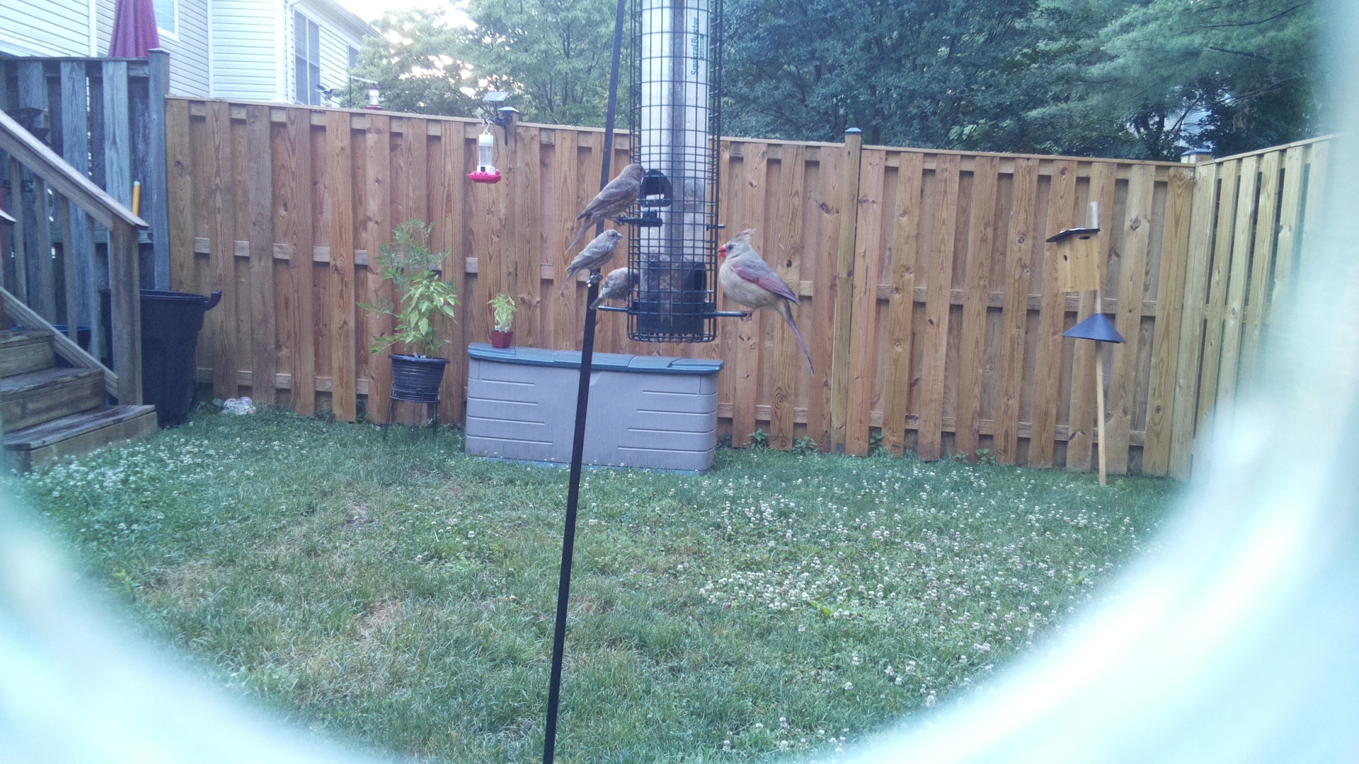 Likely Finch