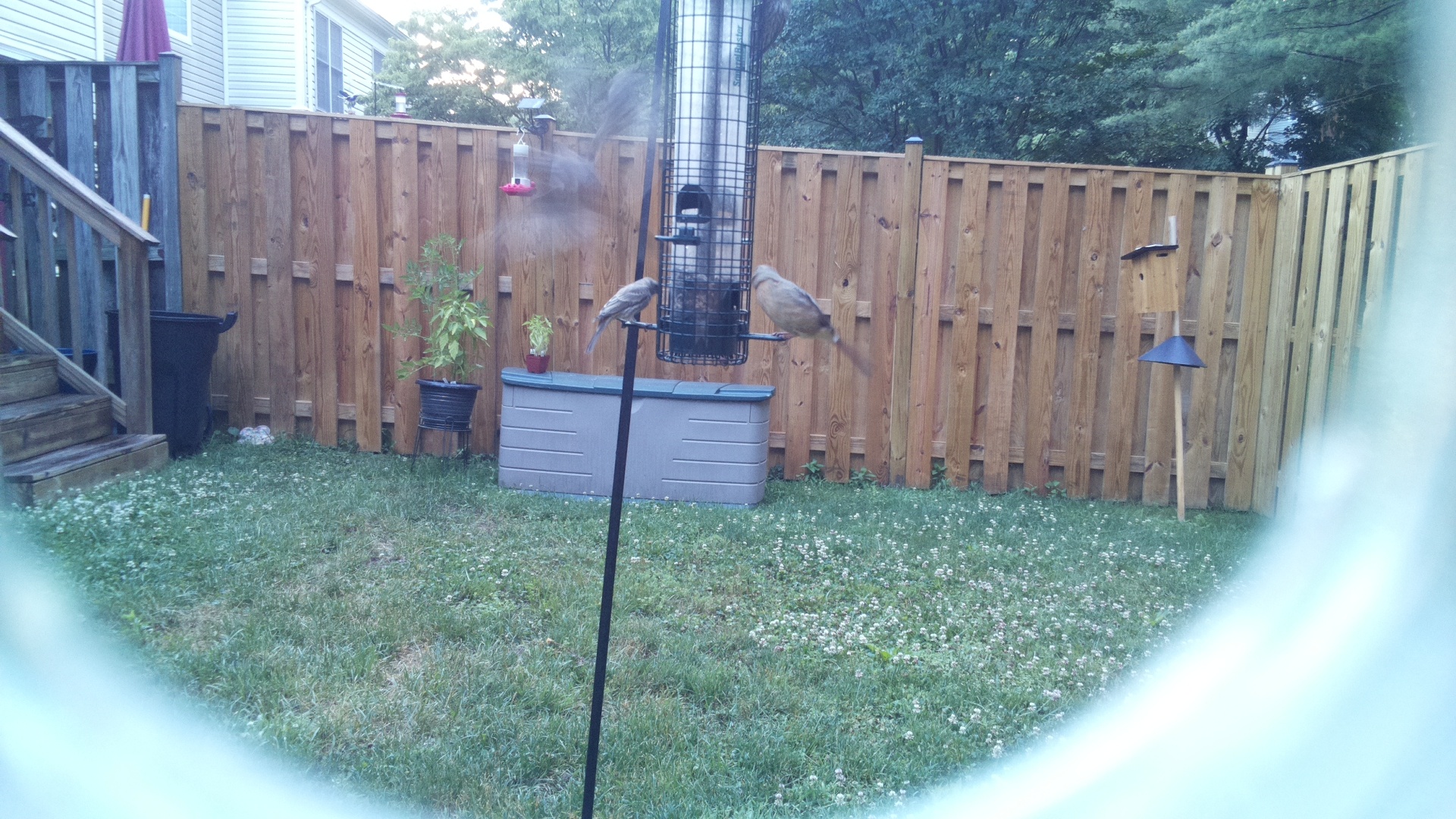 Likely Chickadee/Titmouse