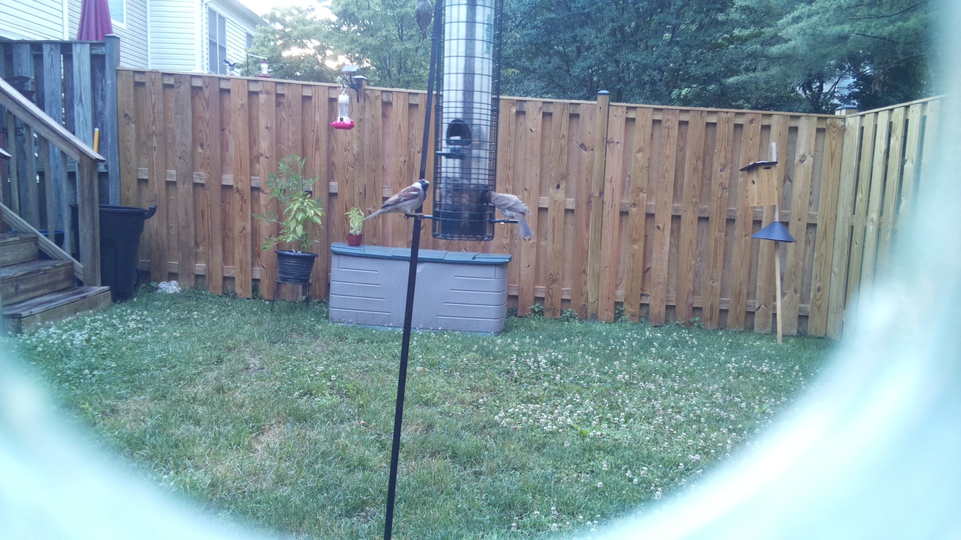 House Sparrow