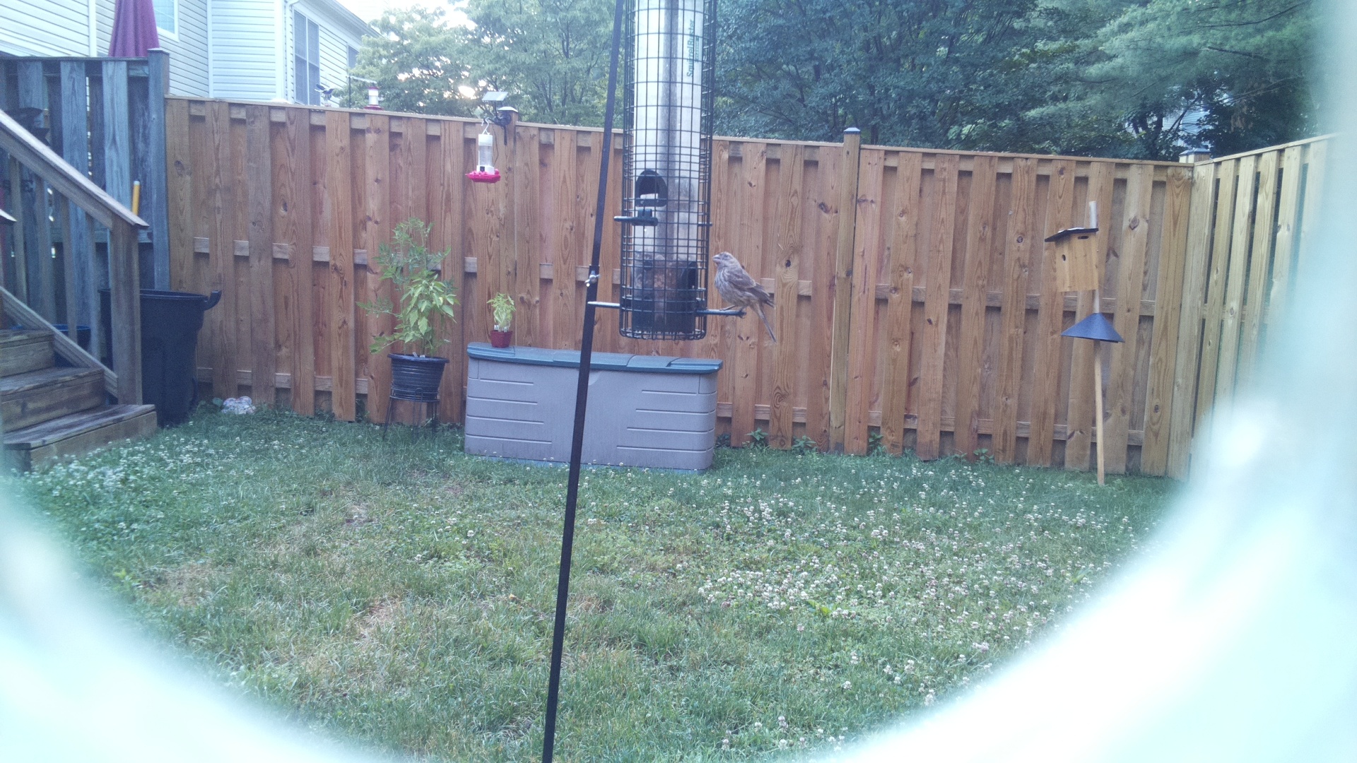 Purple Finch
