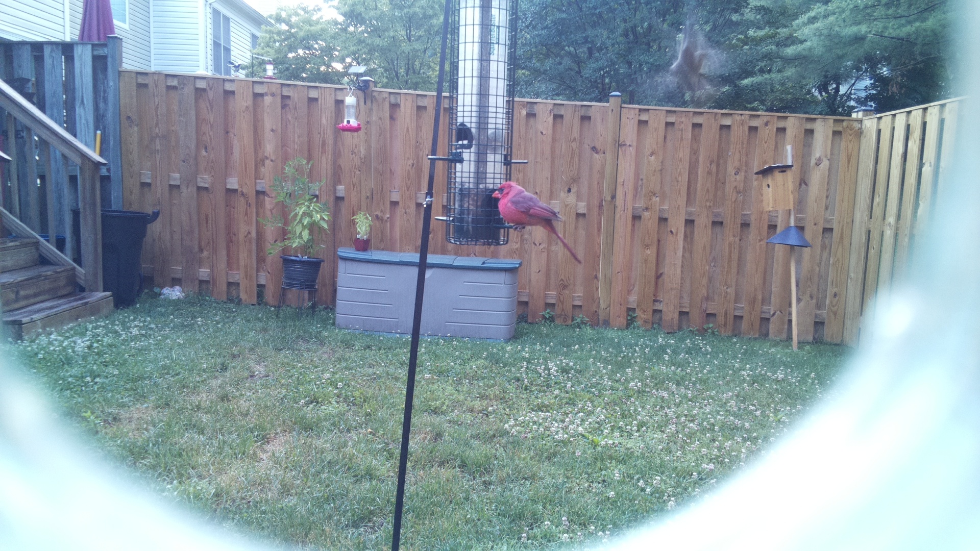 Purple Finch
