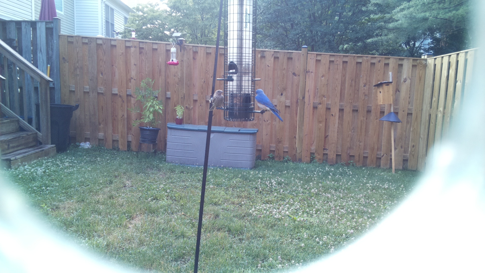 Blue Jay