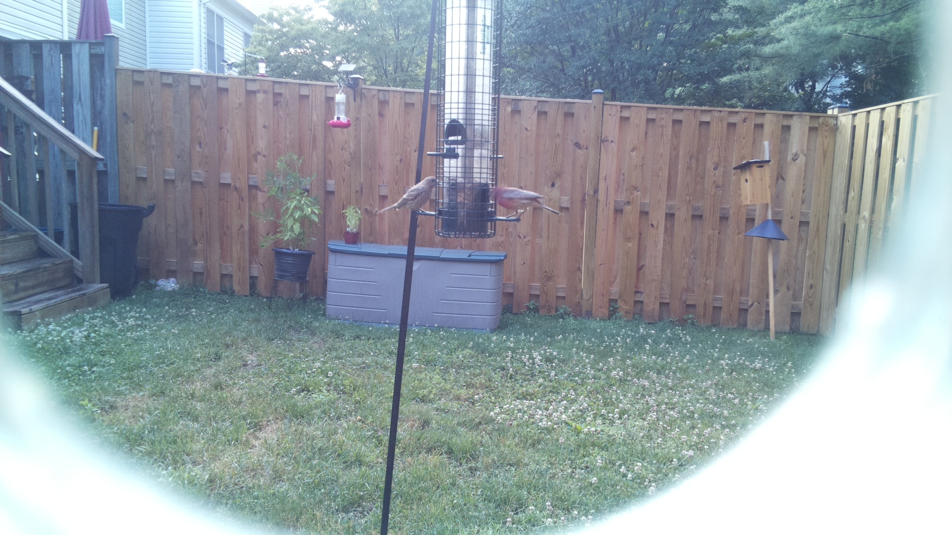 Likely Finch