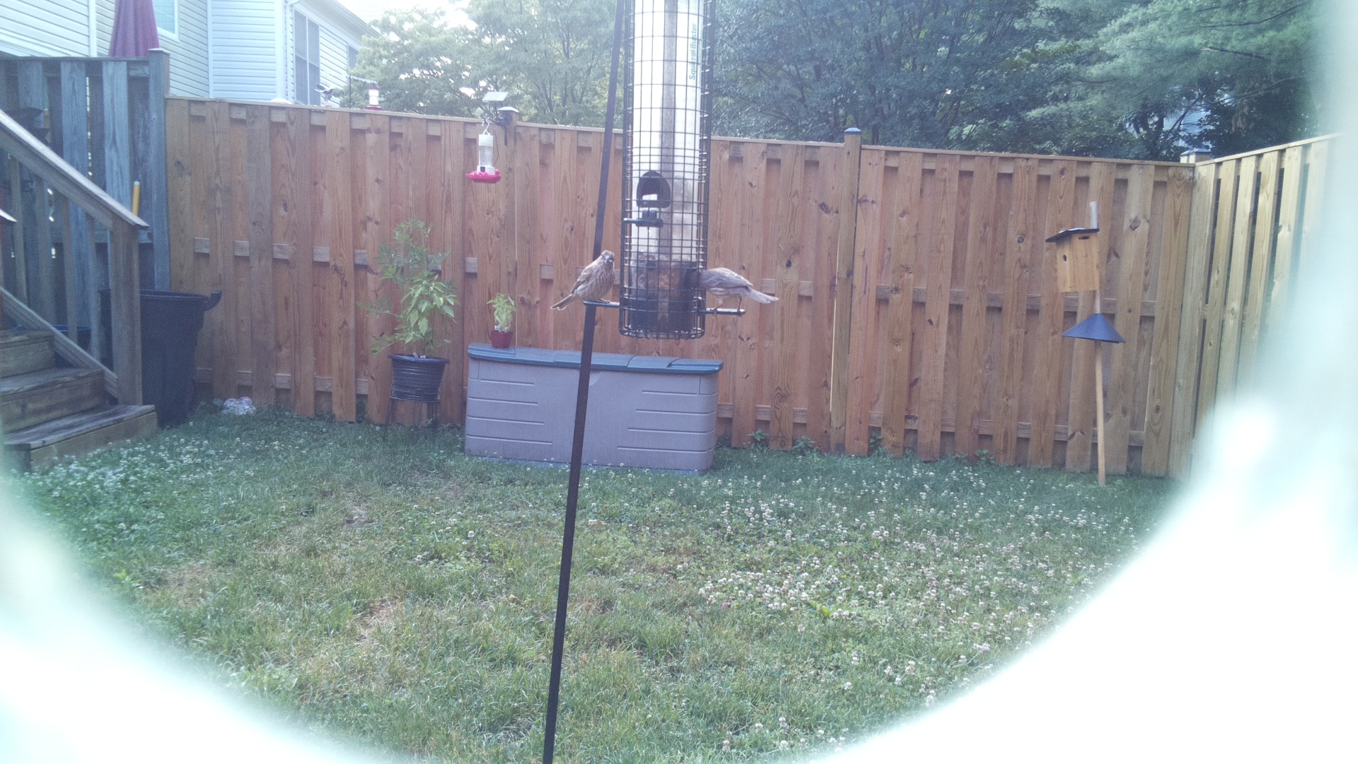Purple Finch