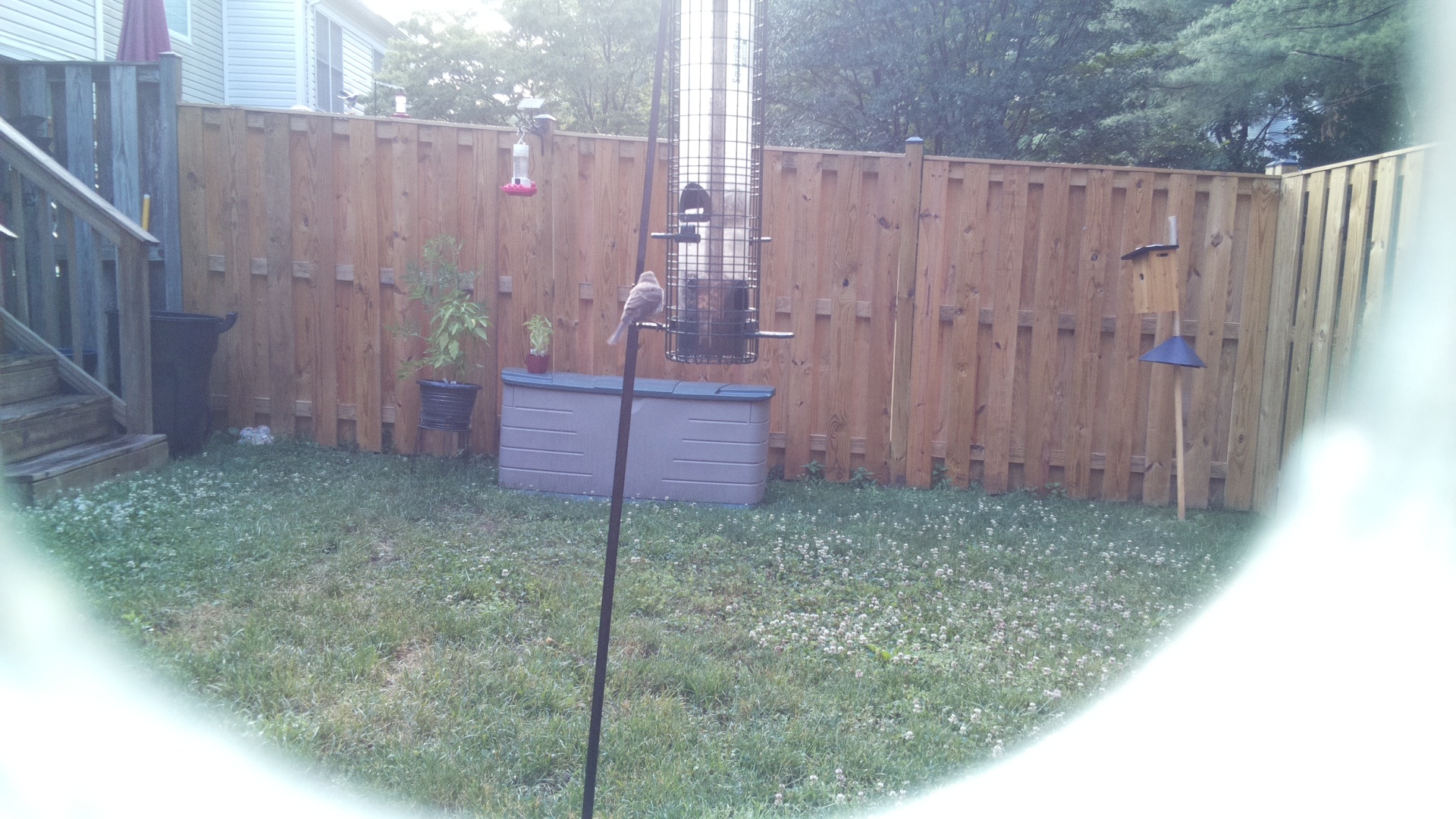 Likely Chickadee/Titmouse