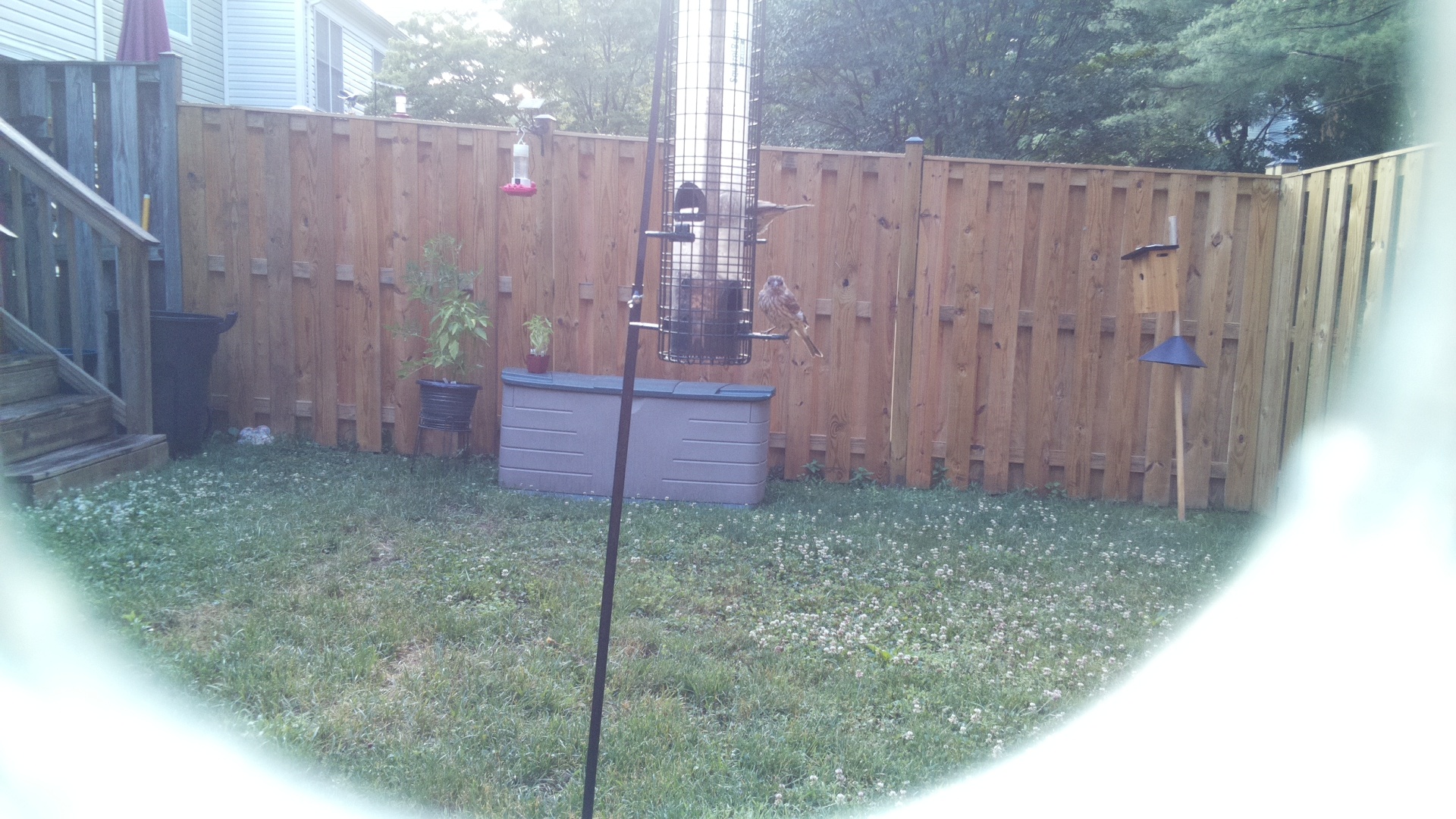 Unknown Bird