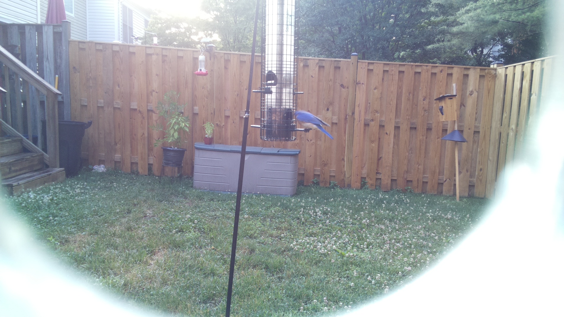 Blue Jay