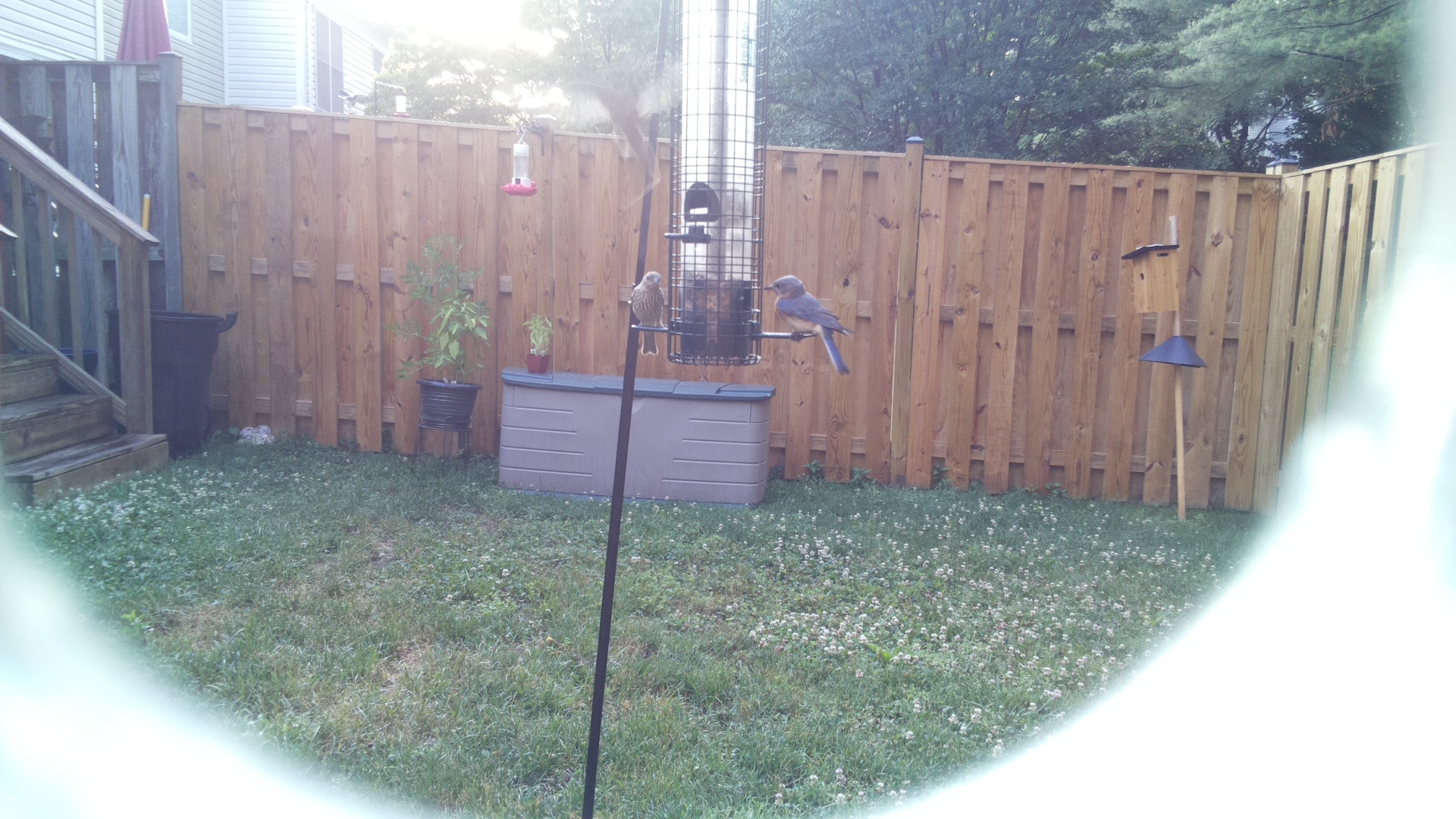 Blue Jay